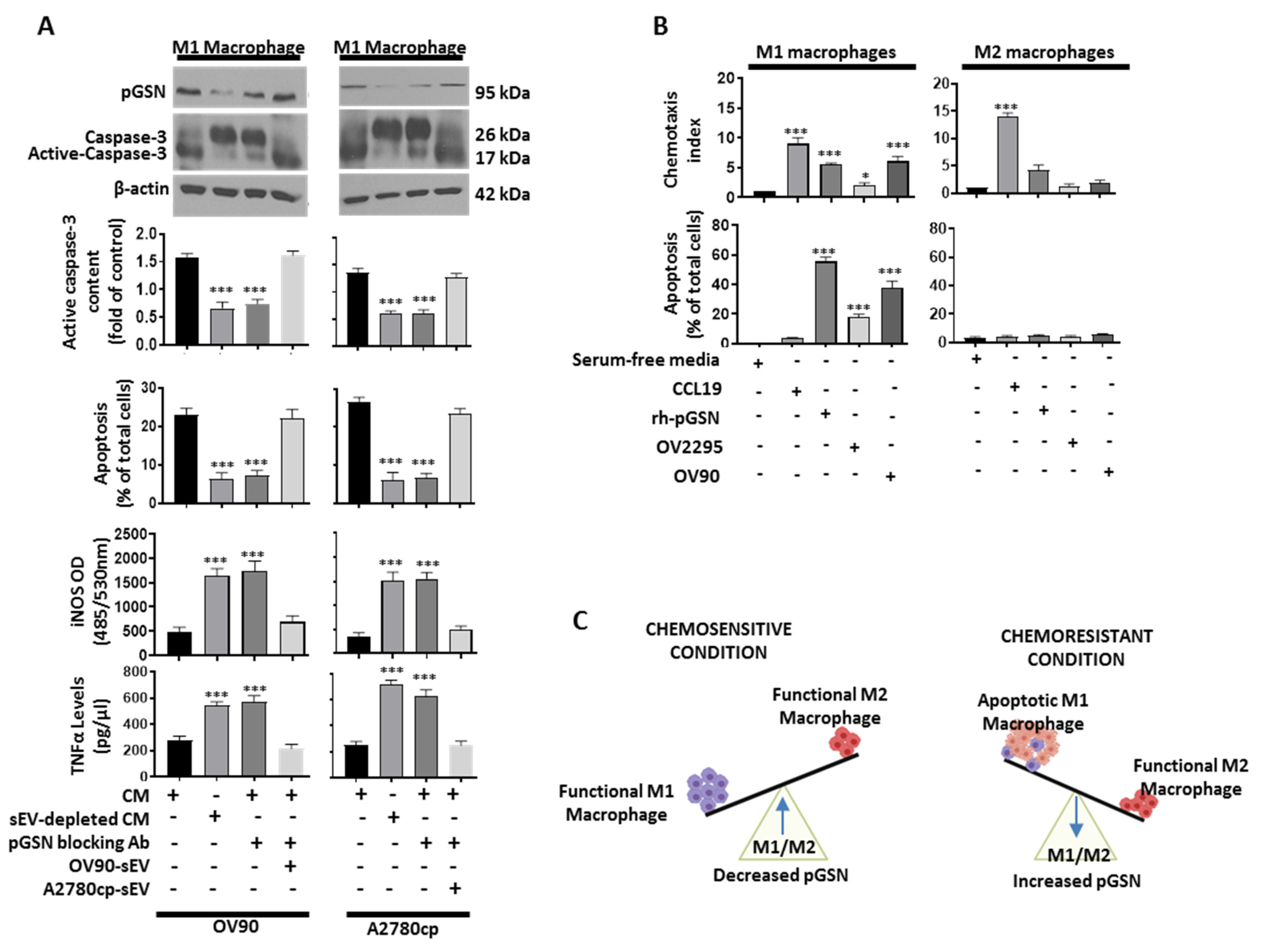Cancers 14 01039 g004