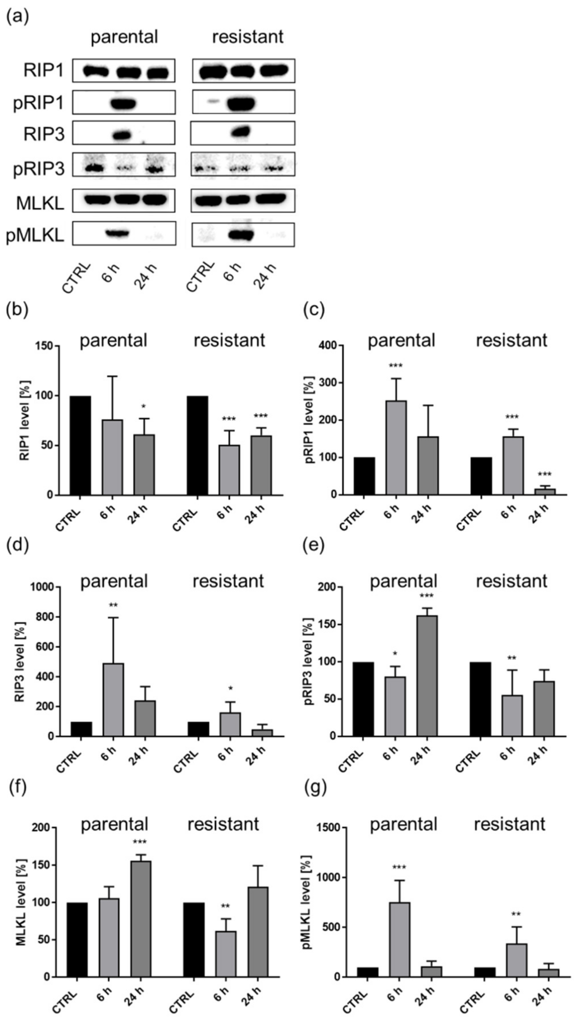 Cancers 14 01114 g010 Cancers 14 01114 g010