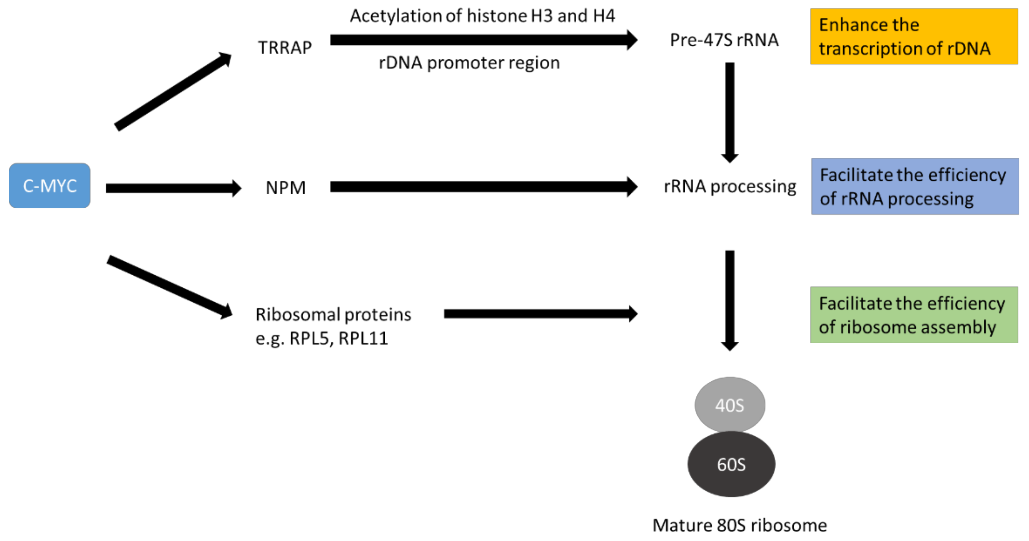 Cancers 14 01251 g002