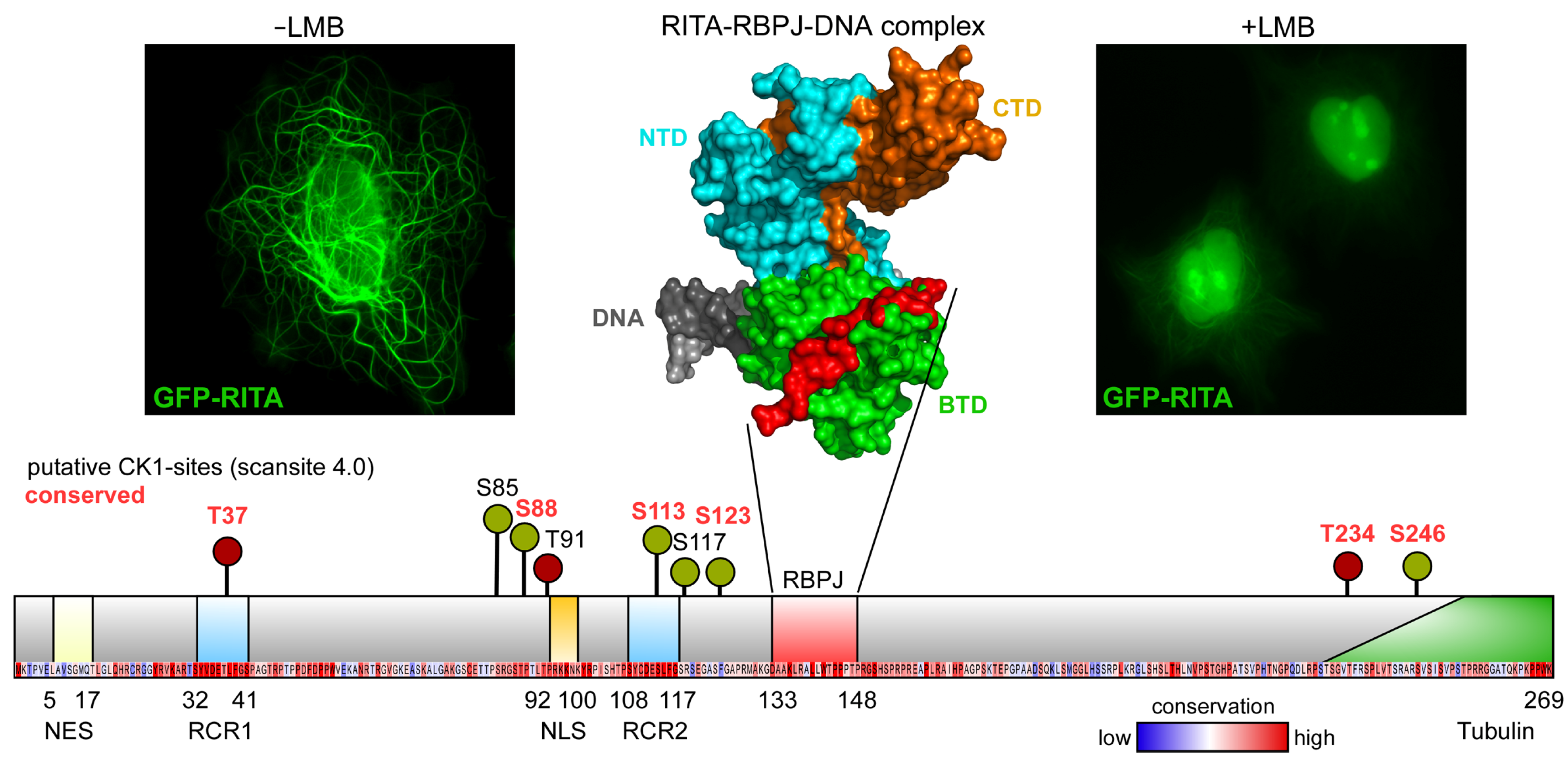 Cancers 14 01345 g005 Cancers 14 01345 g005