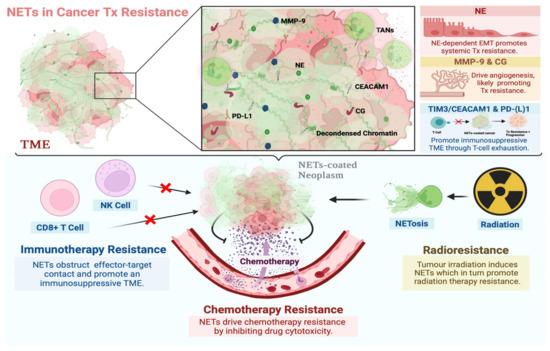 Cancers Free Full Text Neutrophil Extracellular Traps In Cancer Therapy Resistance 0577