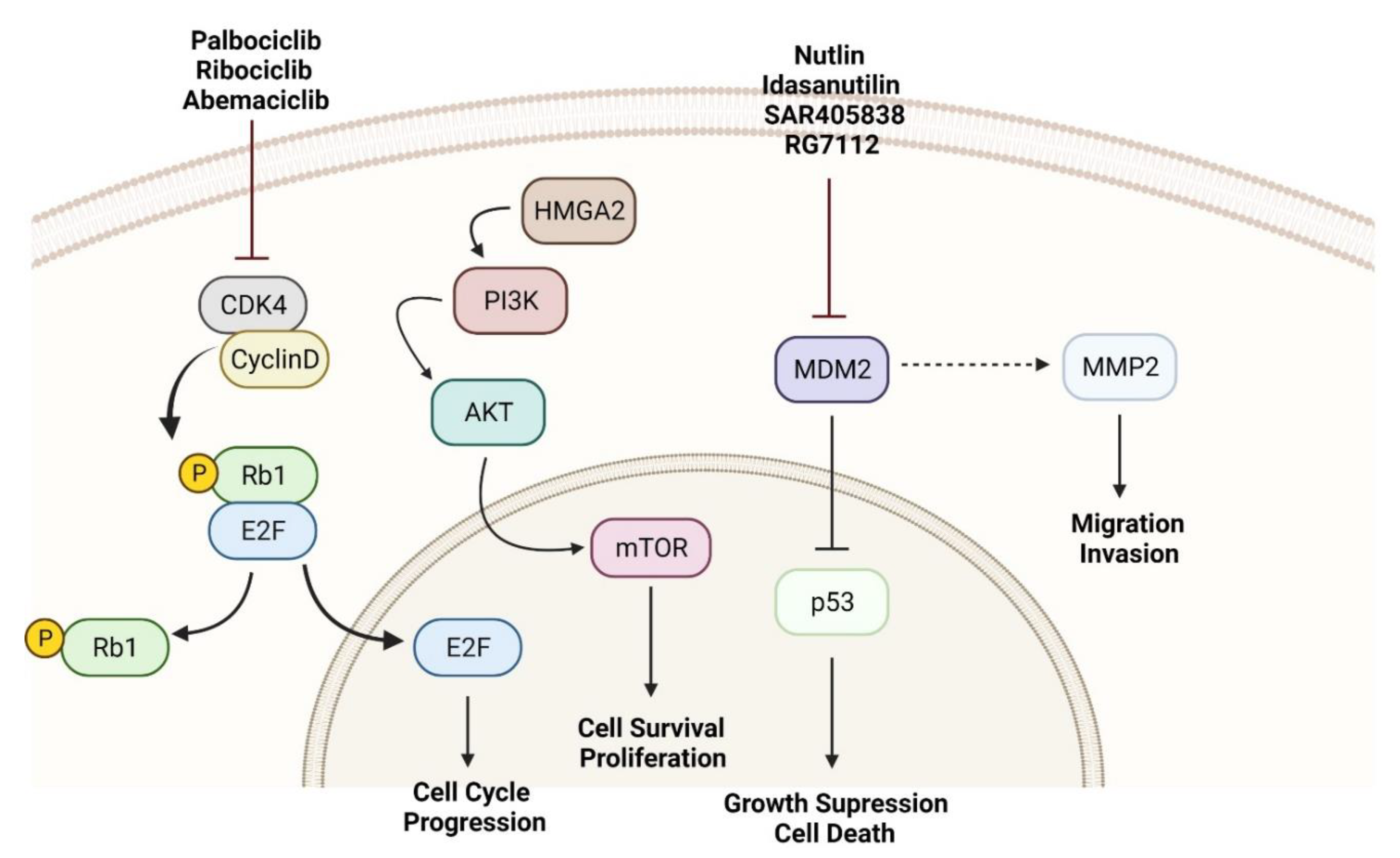 Cancers | Free Full-Text | Targetable Pathways in the Treatment of ...