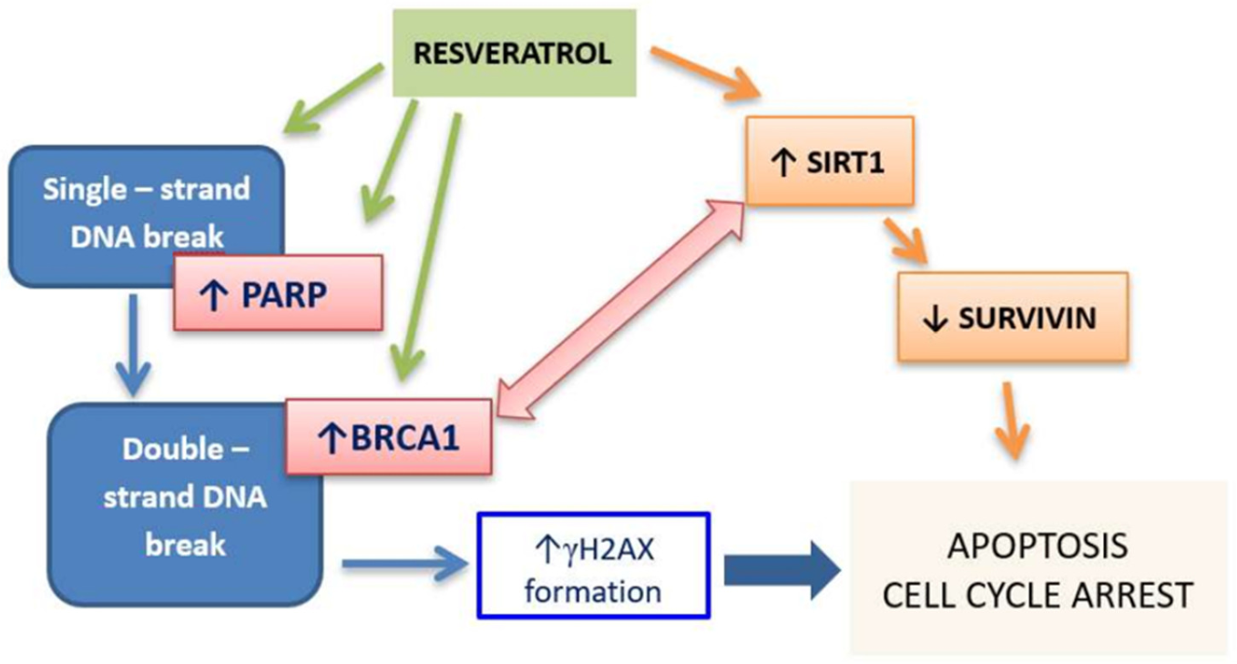 Cancers 14 01372 g009