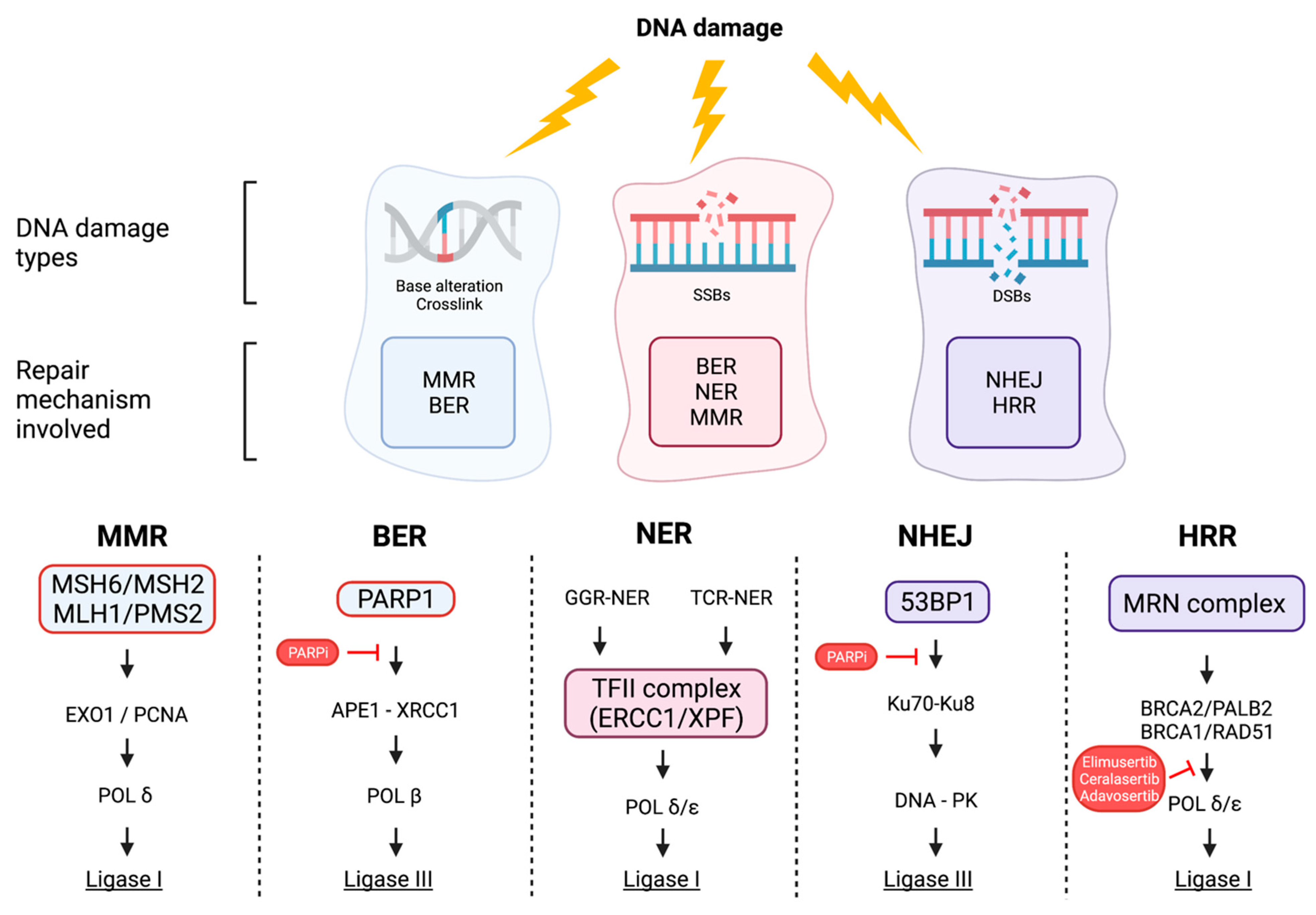 Cancers 14 01388 g001
