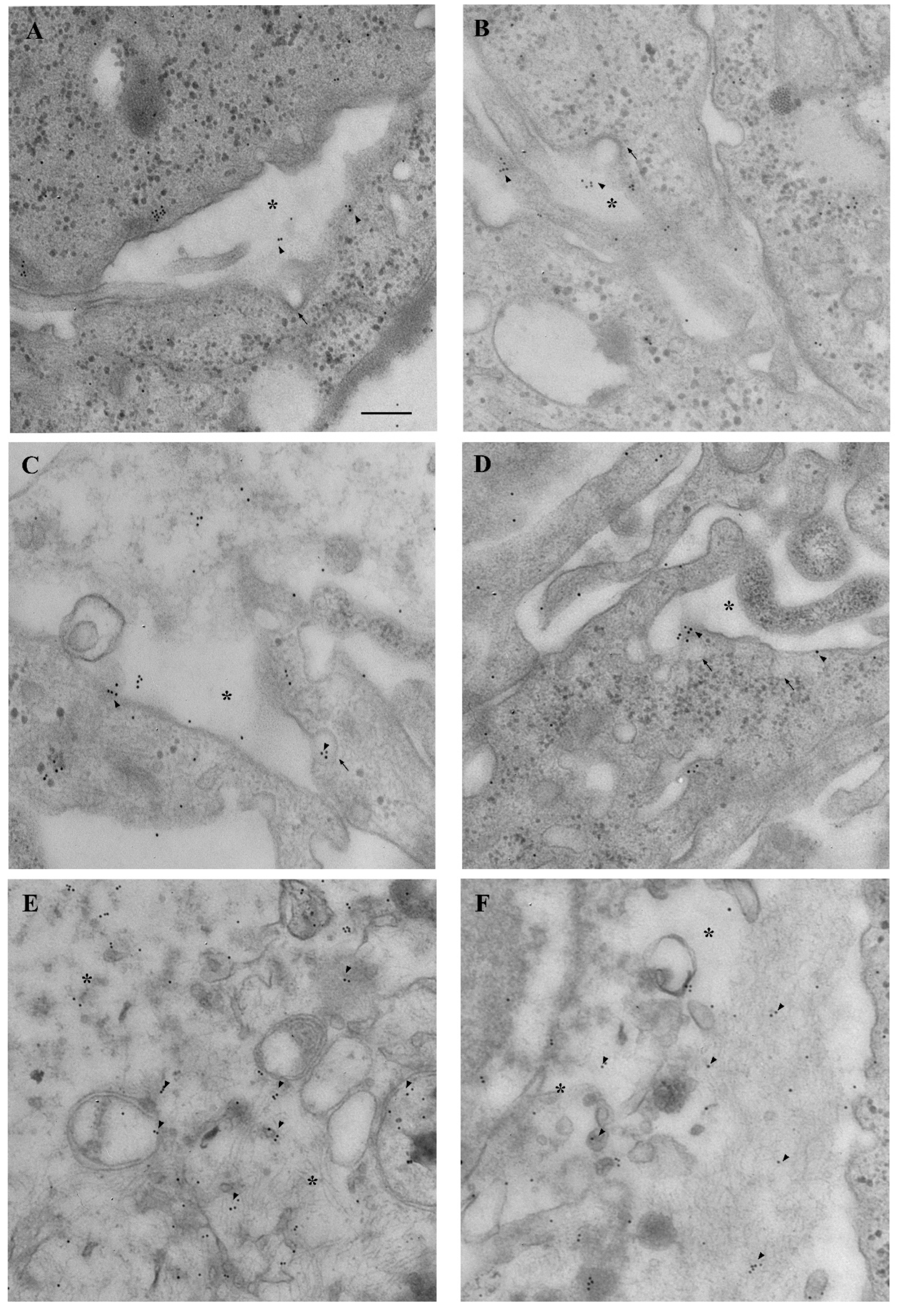 Cancers 14 01417 g020 Cancers 14 01417 g020