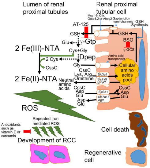 Cancers | Free Full-Text | The Role of Ferric Nitrilotriacetate in Renal  Carcinogenesis and Cell Death: From Animal Models to Clinical Implications