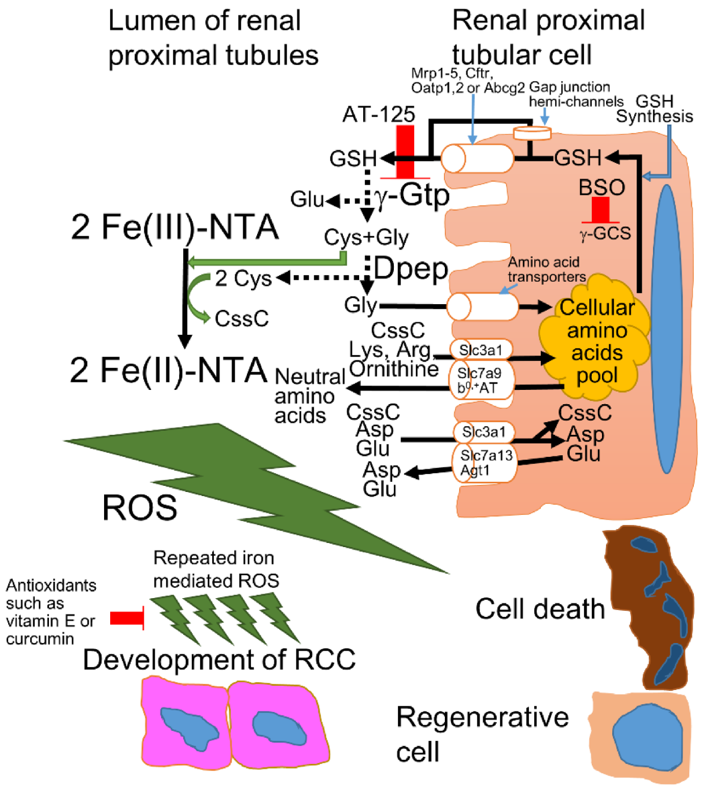 https://www.mdpi.com/cancers/cancers-14-01495/article_deploy/html/images/cancers-14-01495-g001.png