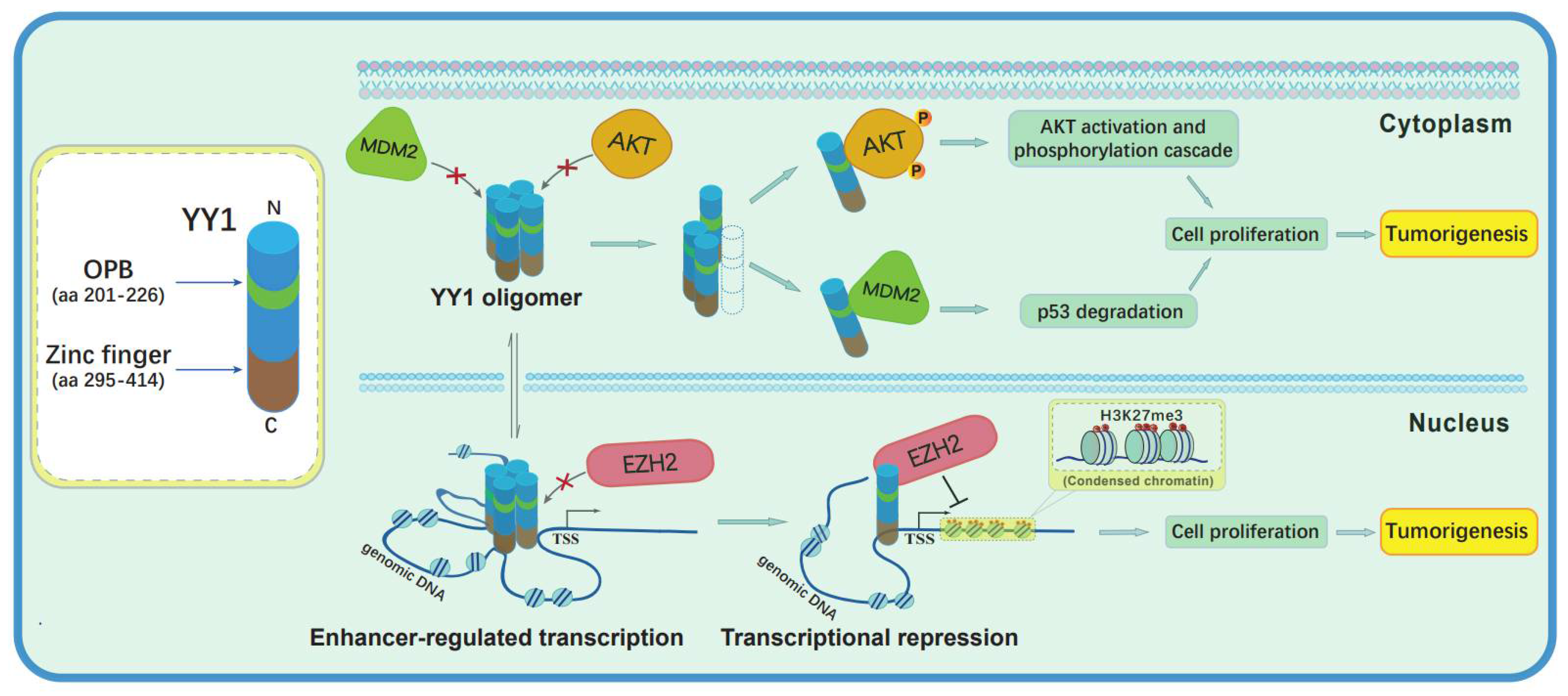 Cancers 14 01611 g006