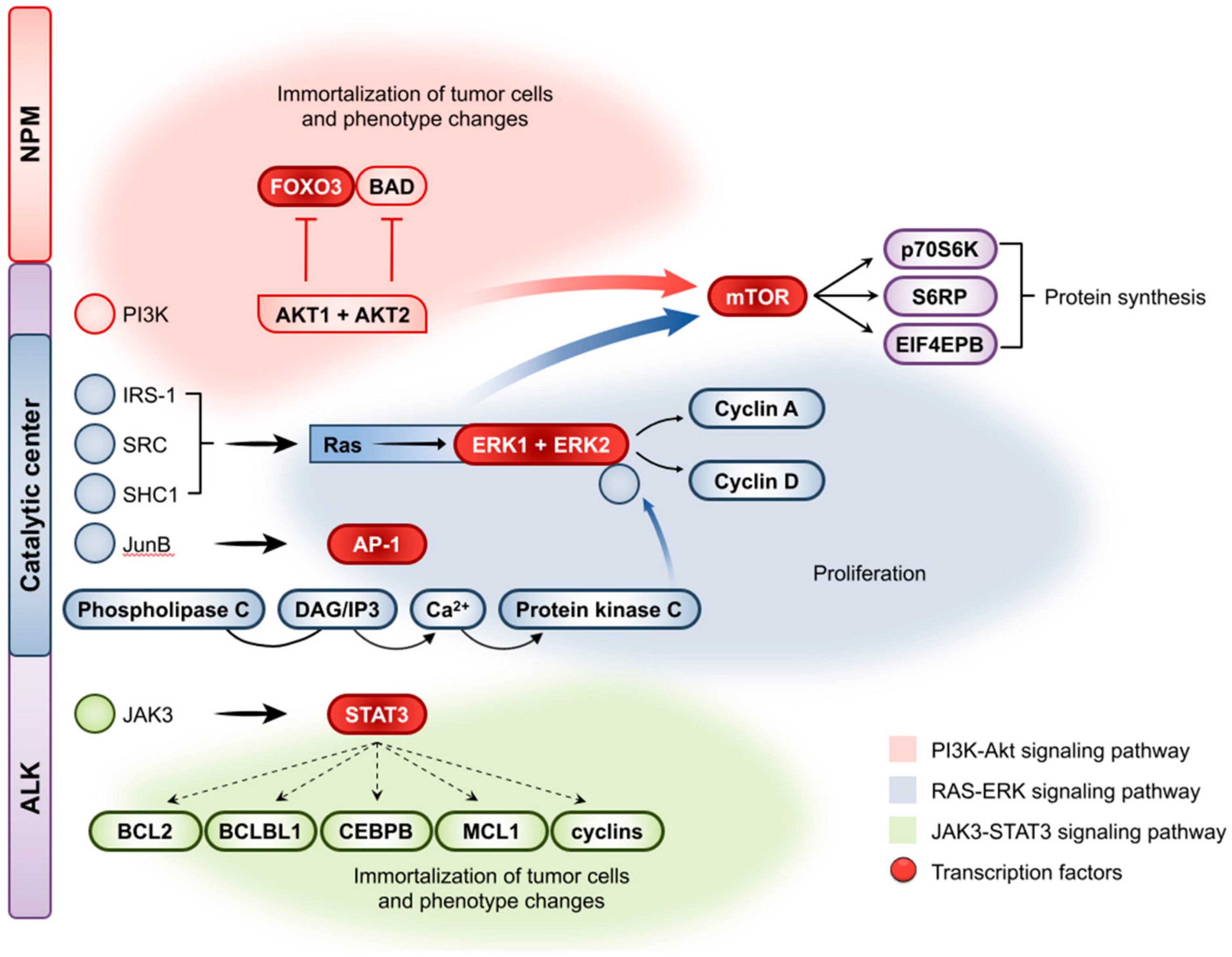 Top Anaplastic Large Cell Lymphoma Treatment