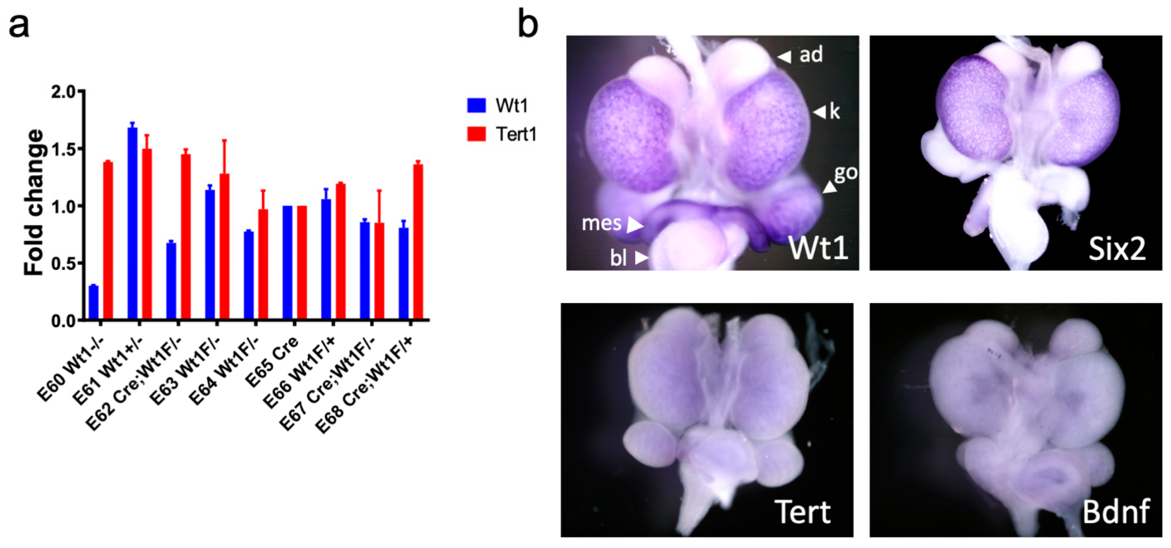 Cancers 14 01655 g005 Cancers 14 01655 g005