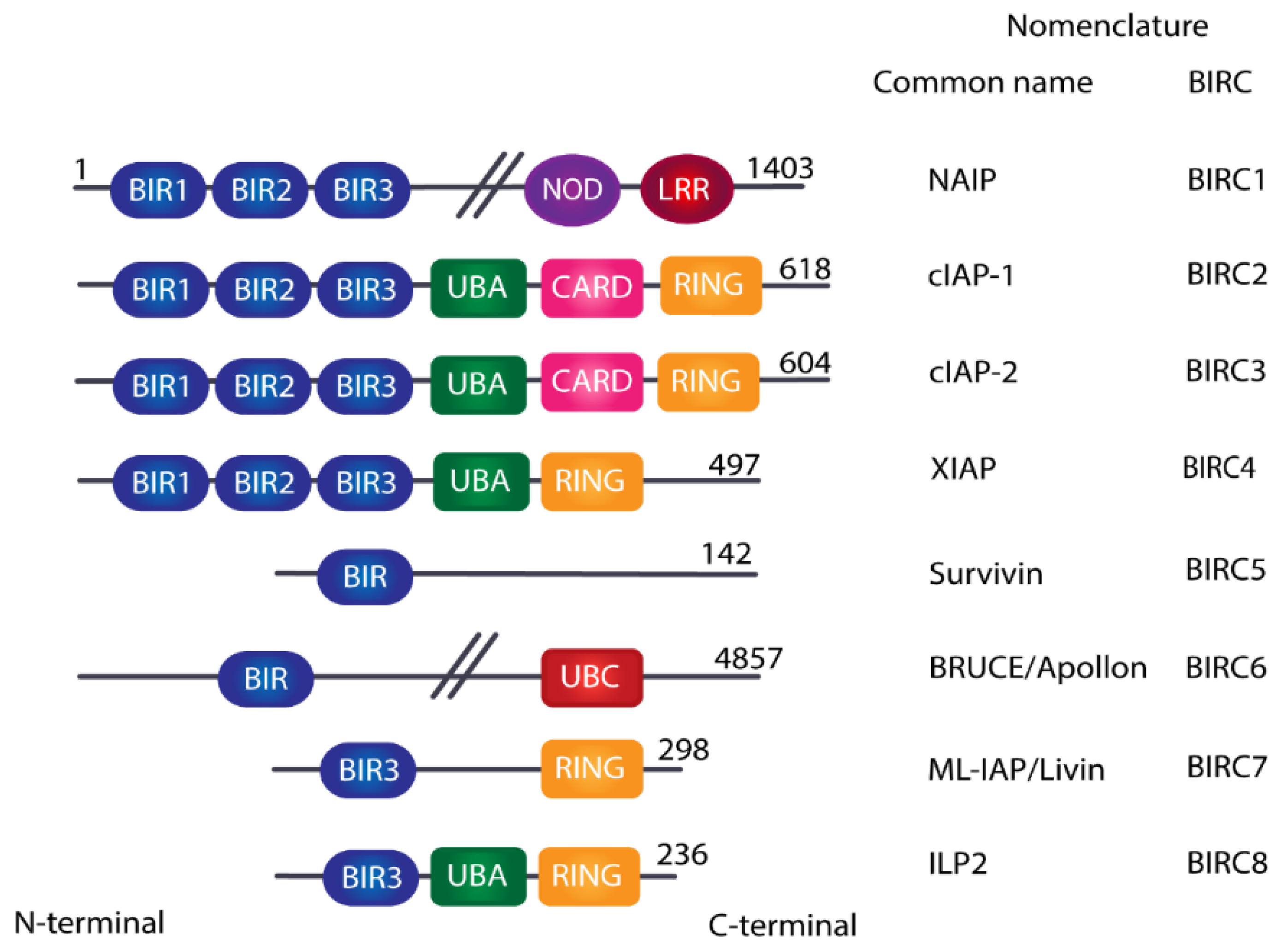 Cancers | Free Full-Text | A Review of the Current Impact of 