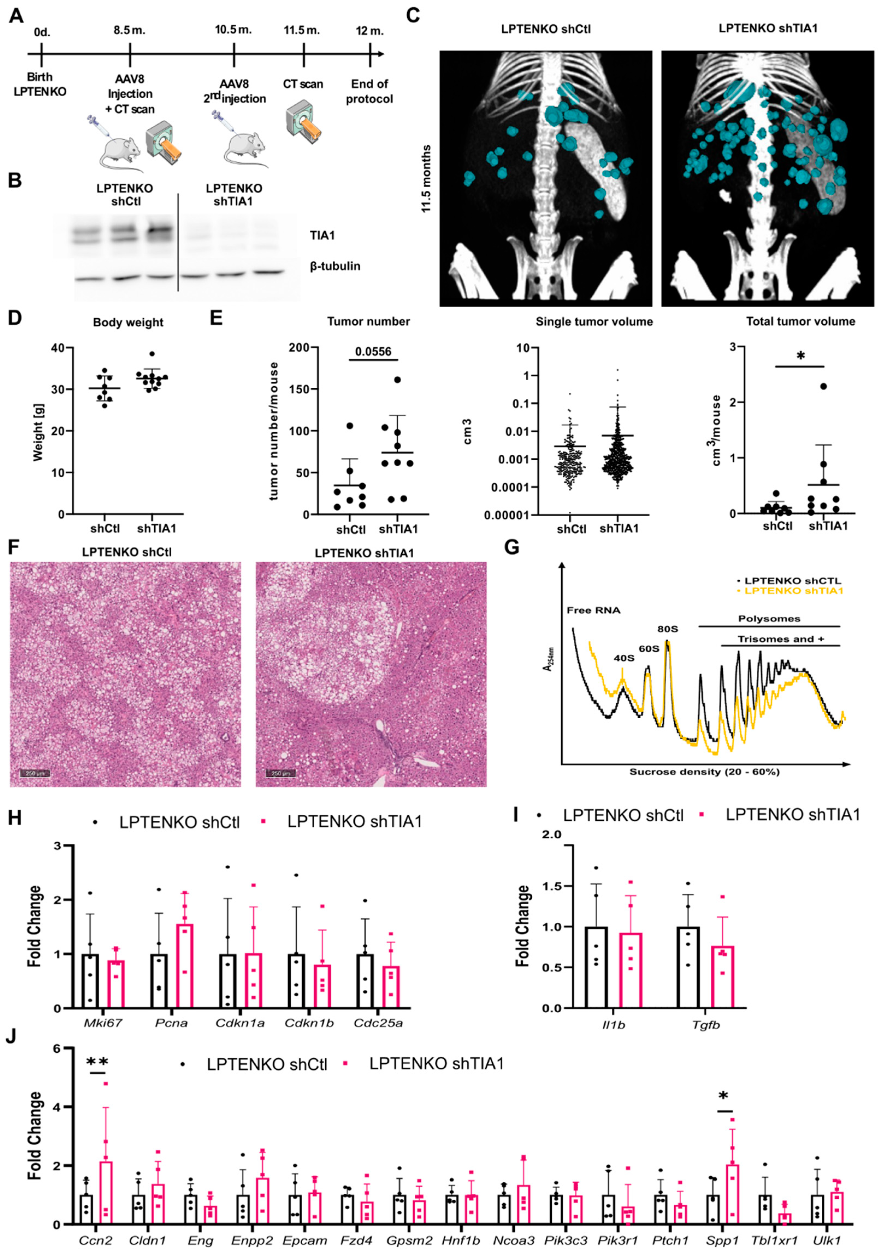 Cancers 14 01704 g004
