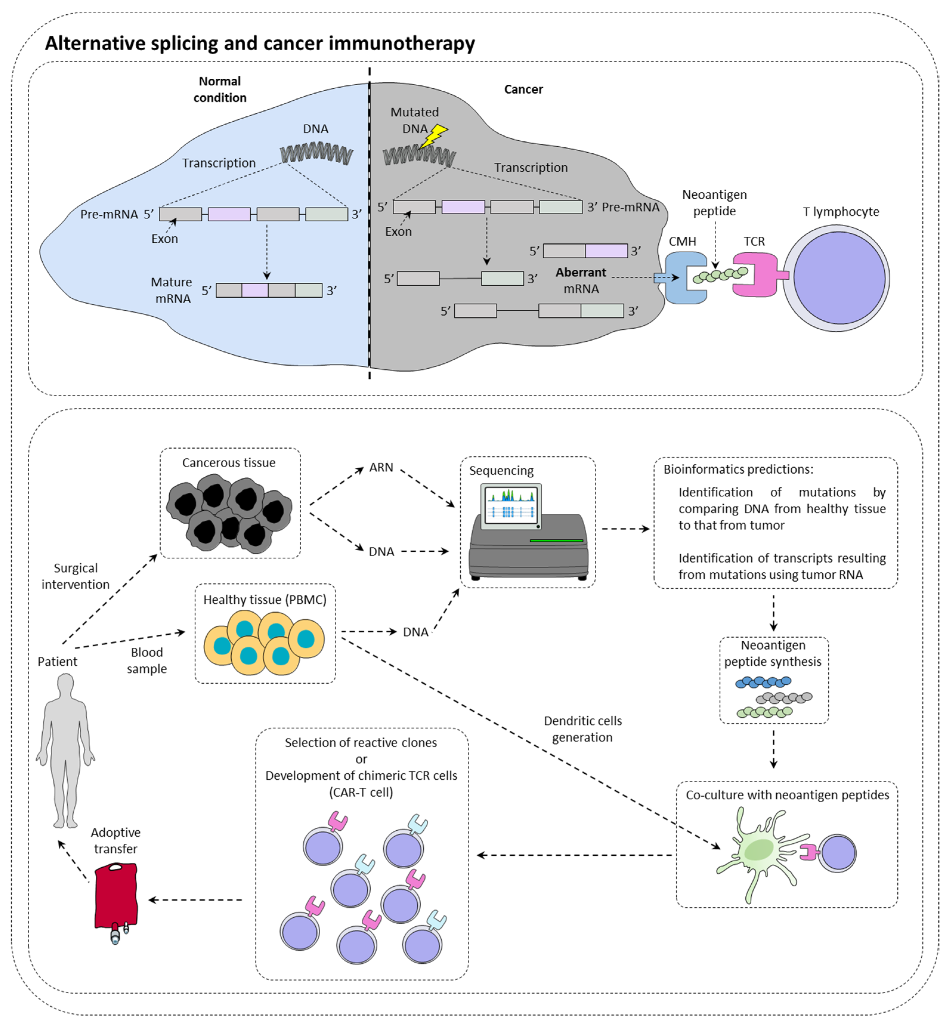 Cancers | Free Full-Text | Alternative Splicing in Cancer and Immune Cells  | HTML
