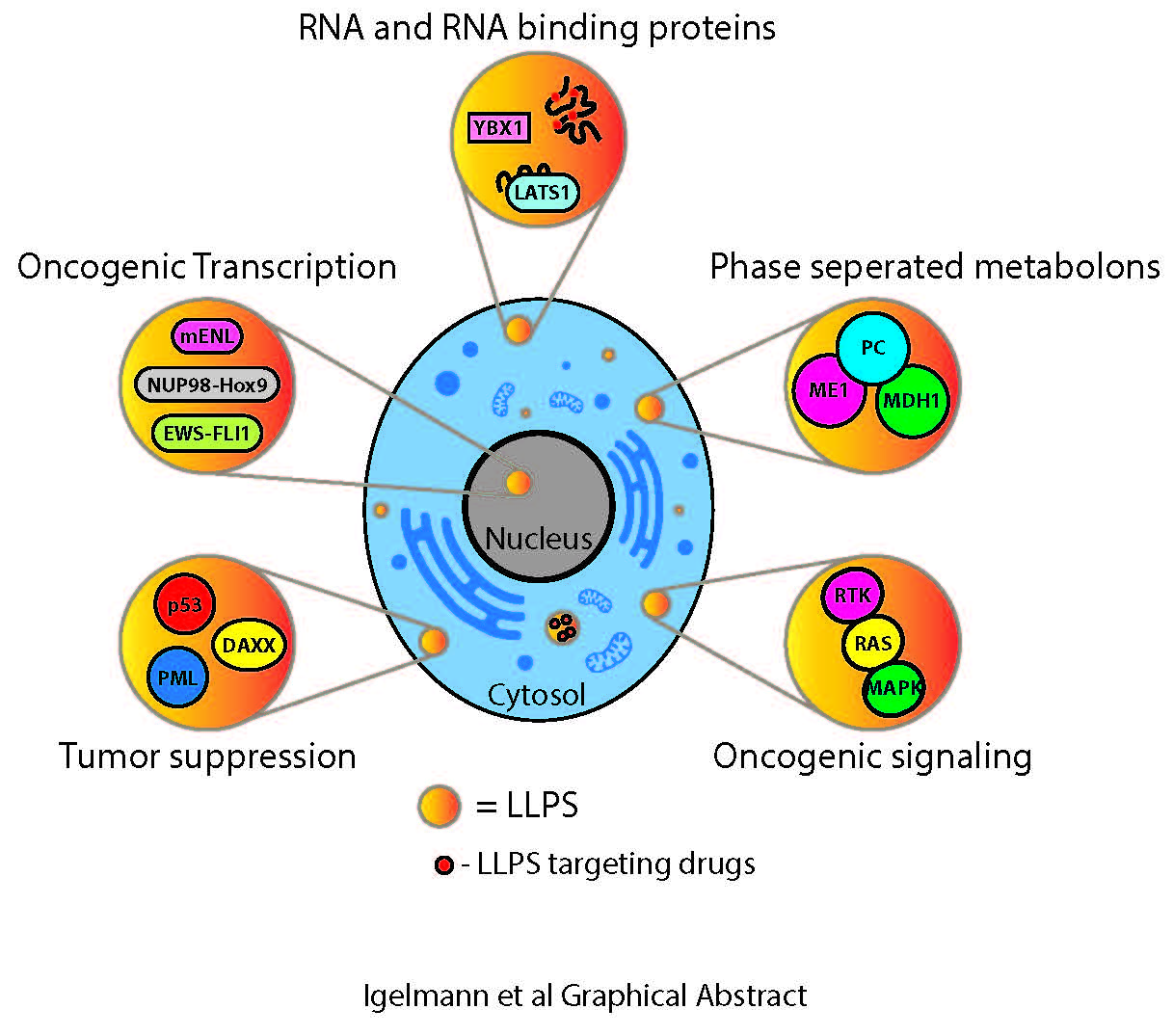 Cancers Free Full Text Liquid Ndash Liquid Phase Separation In Cancer Signaling Metabolism And Anticancer Therapy Html