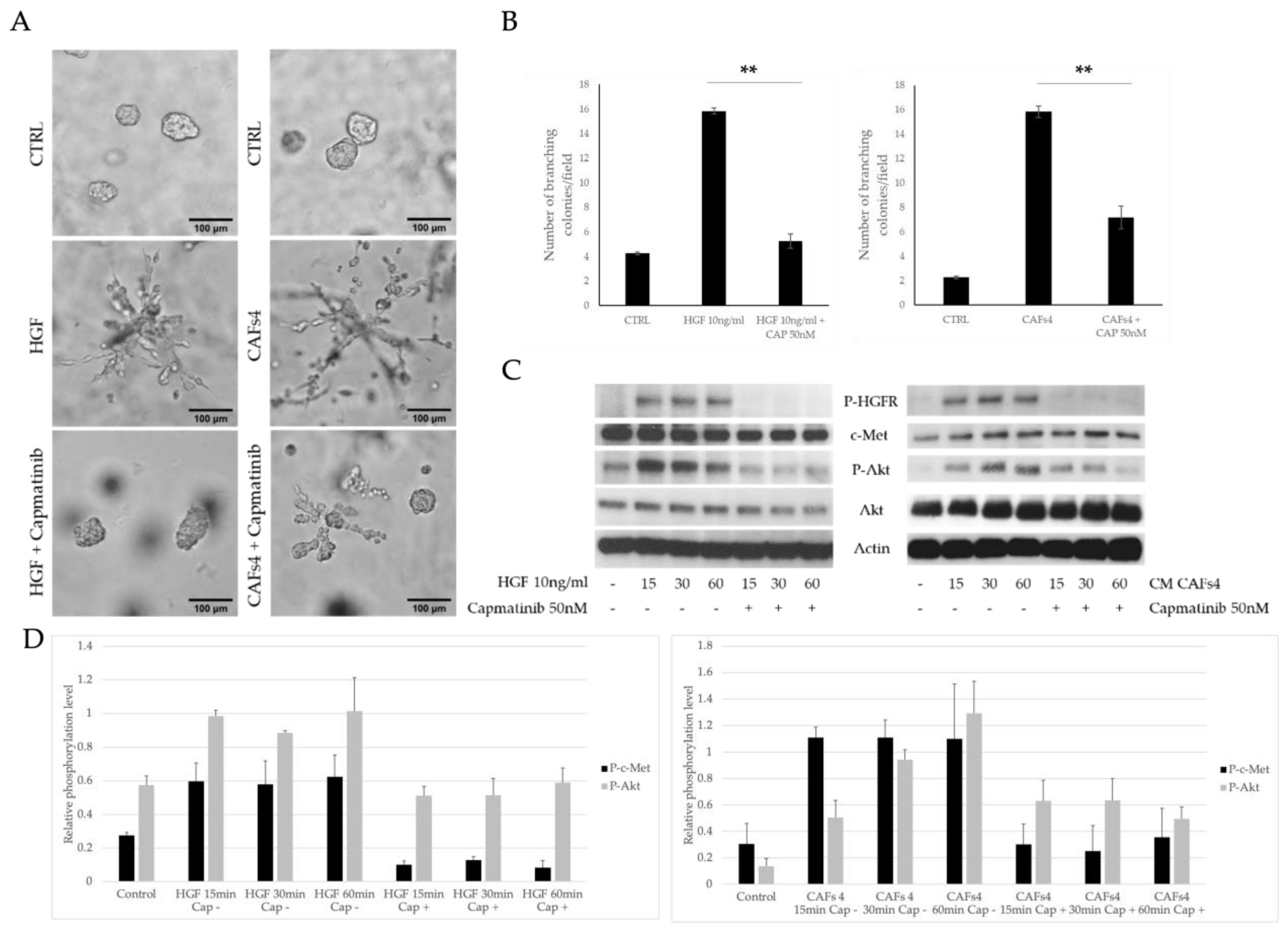Cancers 14 02005 g003