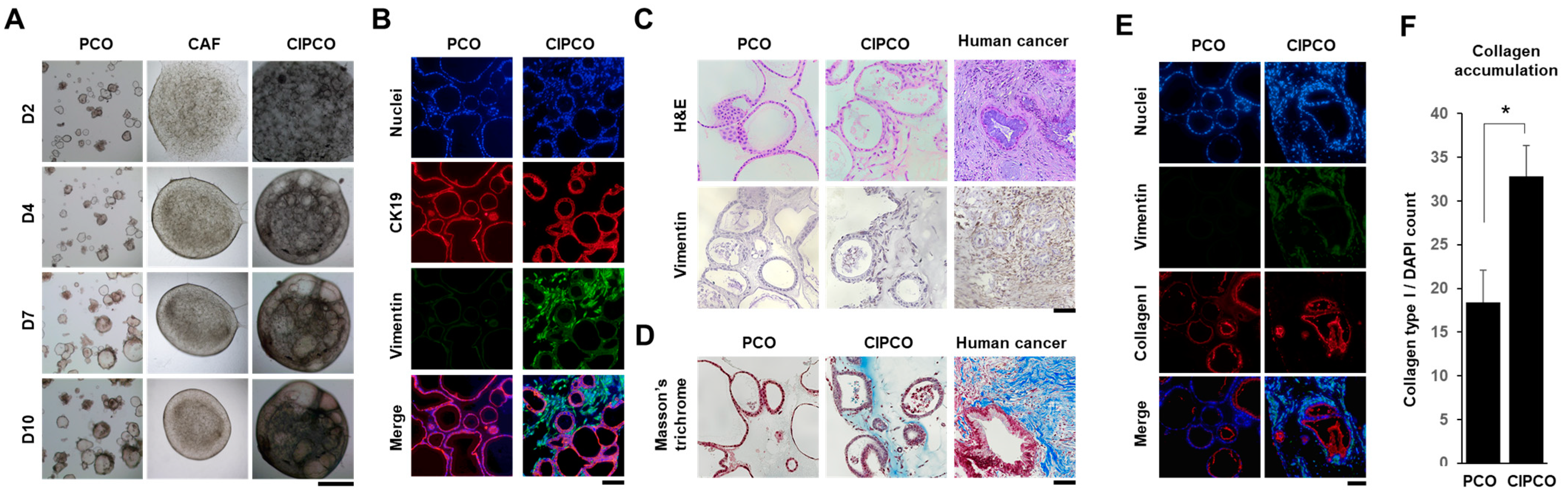 Cancers 14 02077 g001