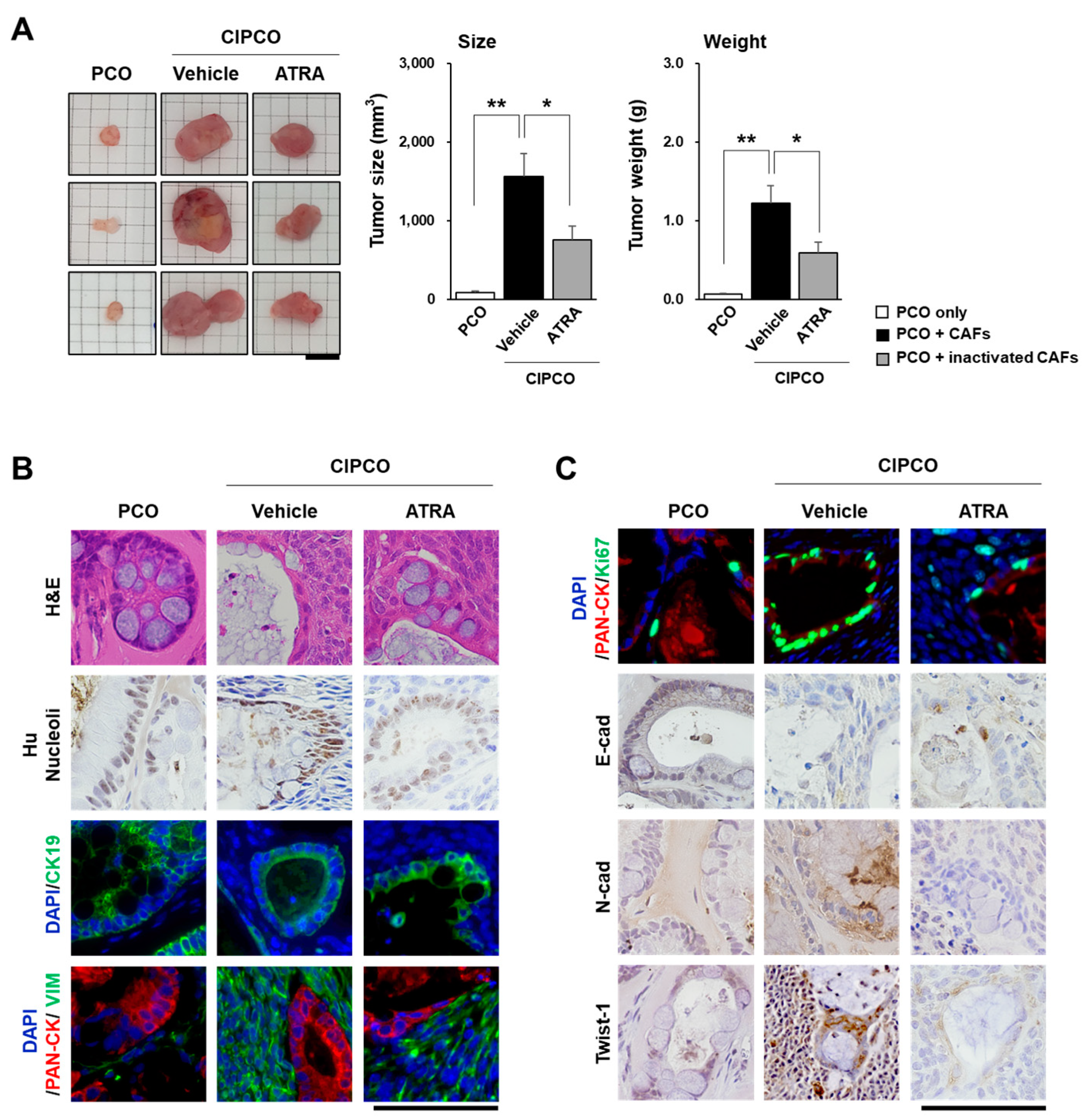 Cancers 14 02077 g003