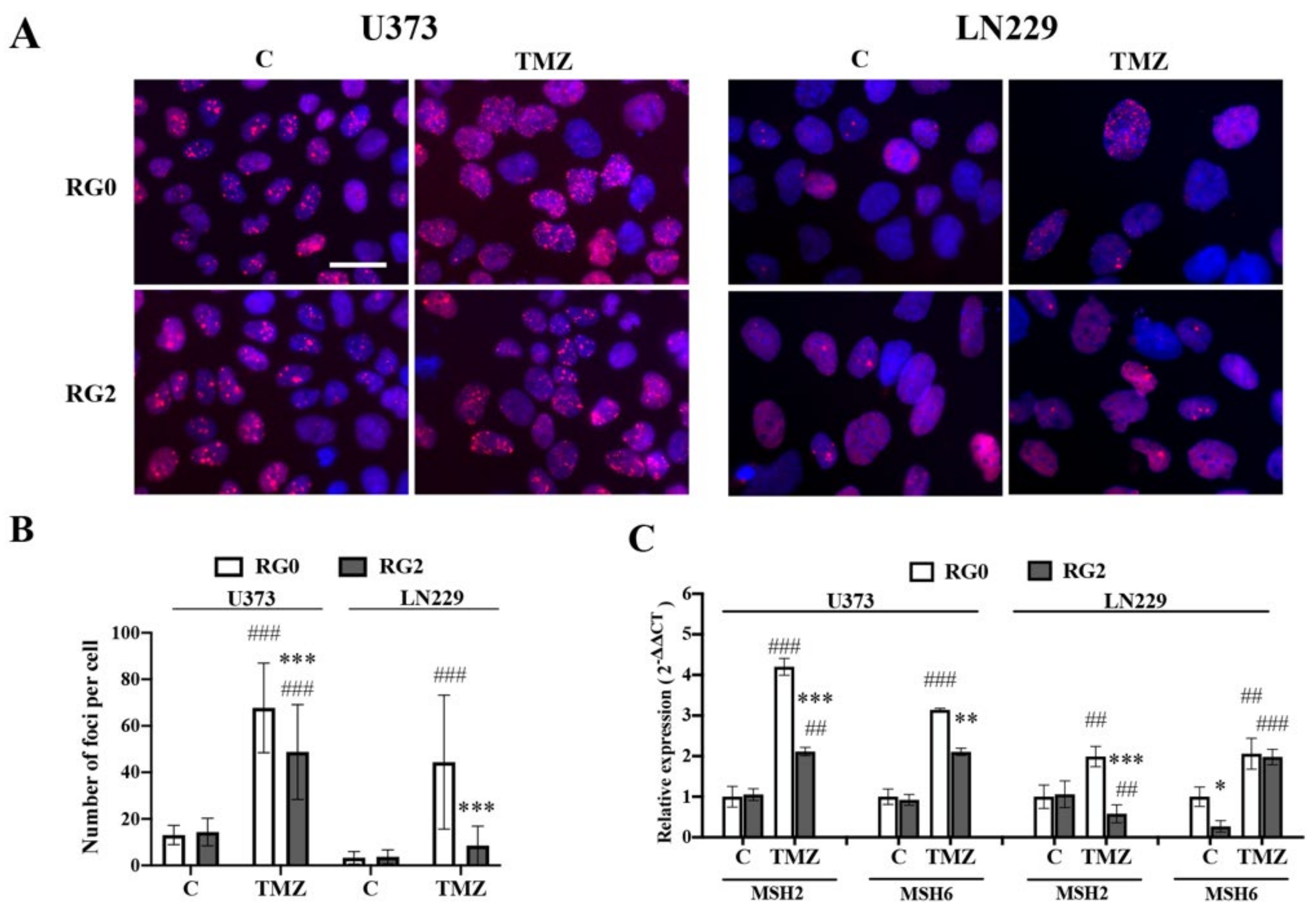 Cancers 14 02211 g004