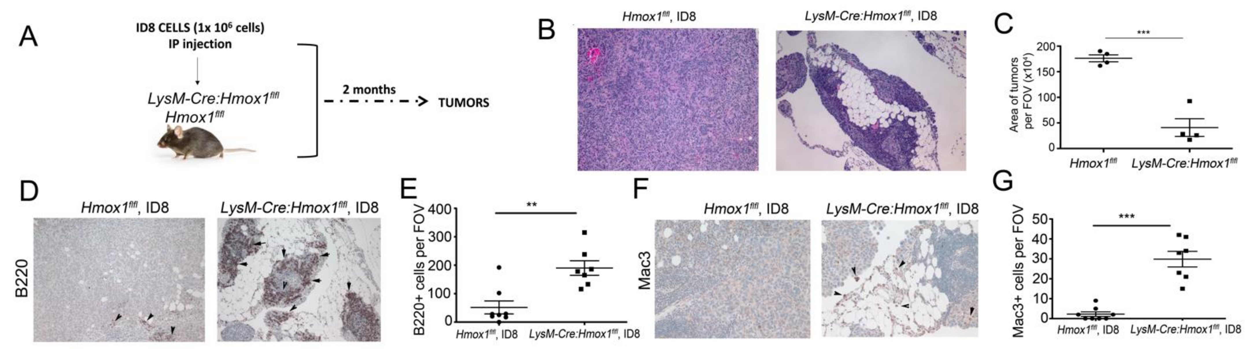 Cancers 14 02242 g006