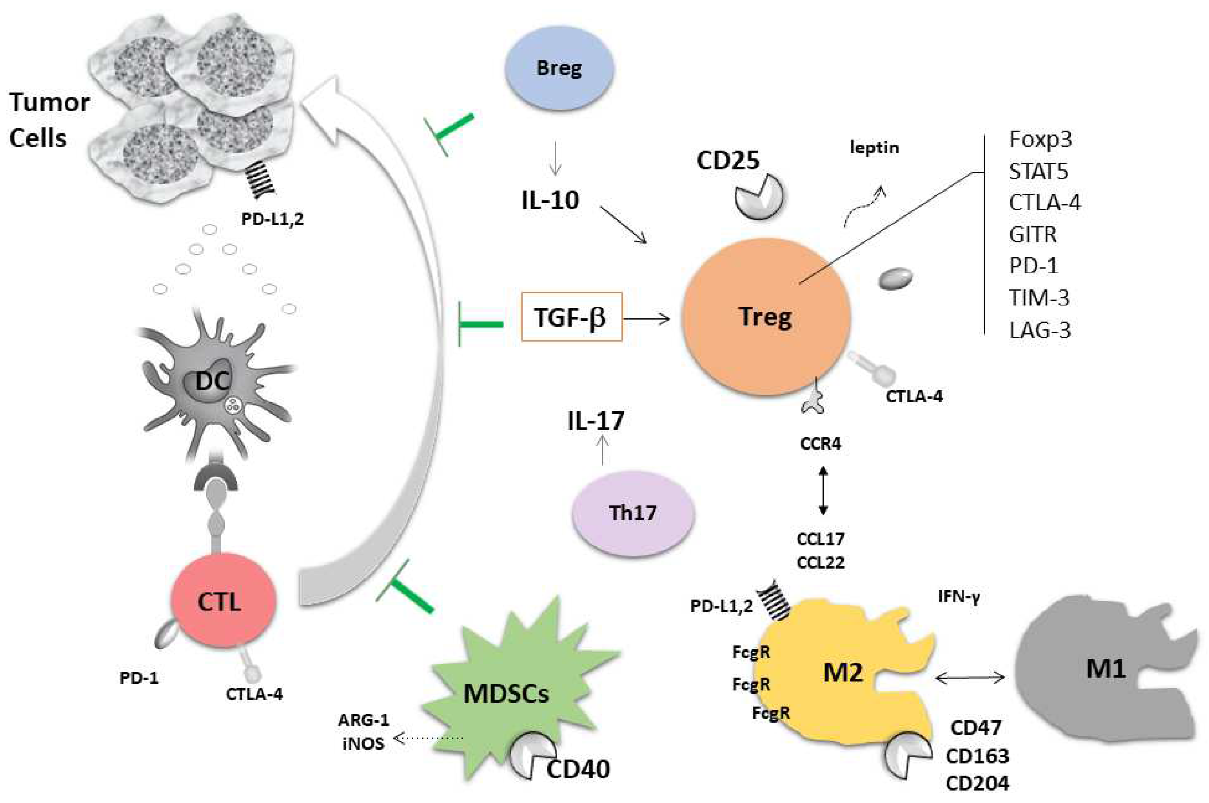 Cancers | Free Full-Text | Estrogens, Cancer And Immunity