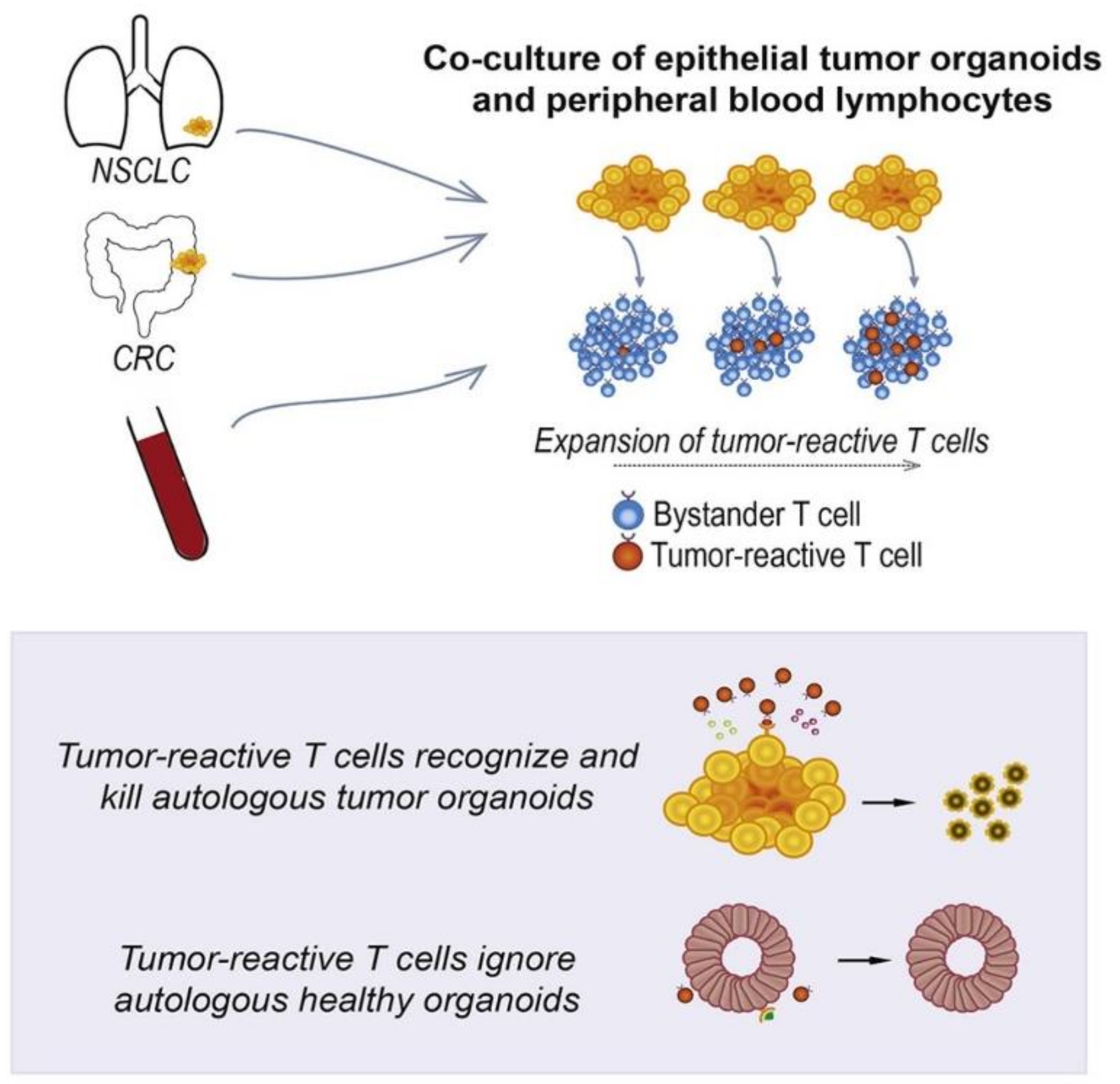 Cancers 14 02284 g005
