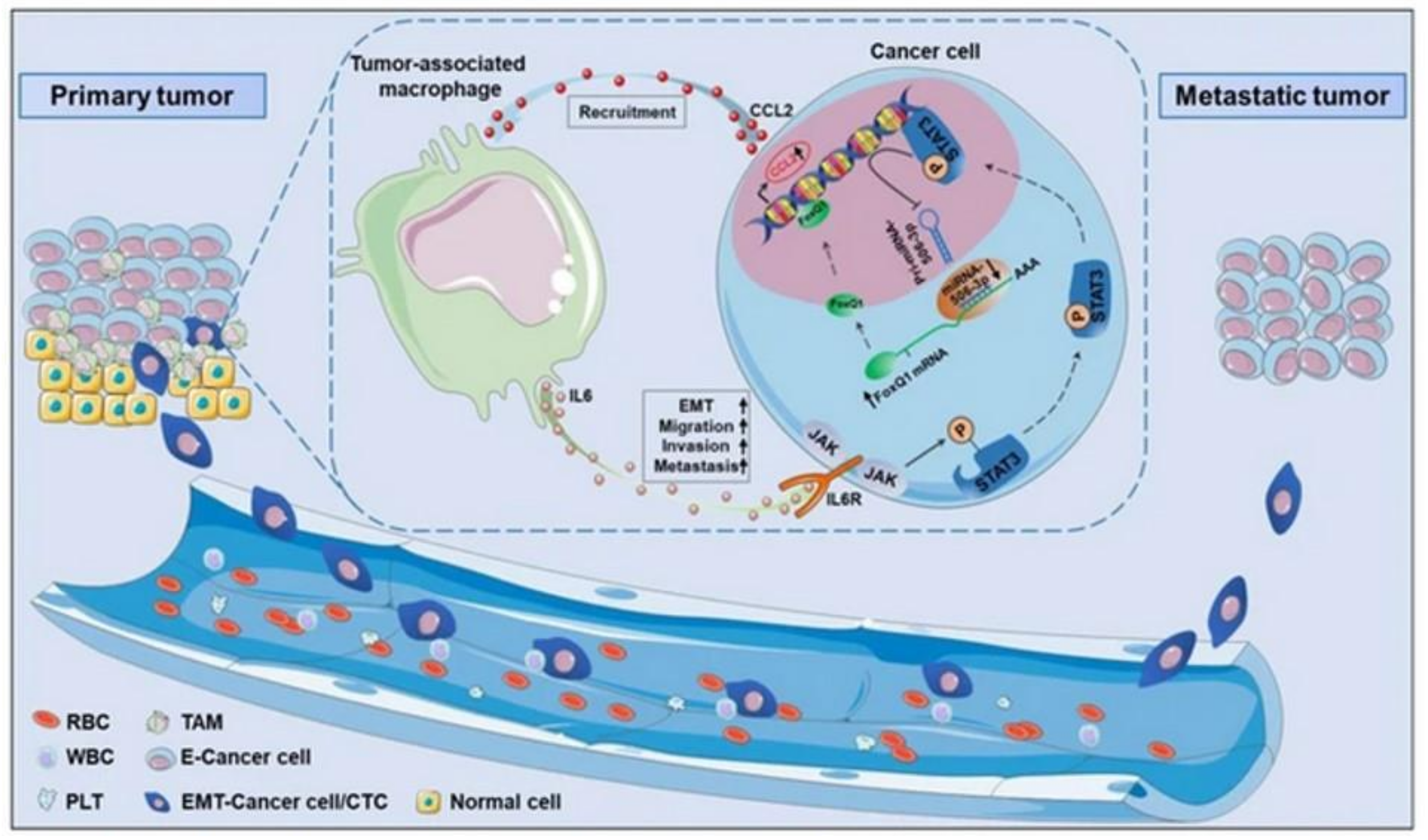 Cancers 14 02284 g007