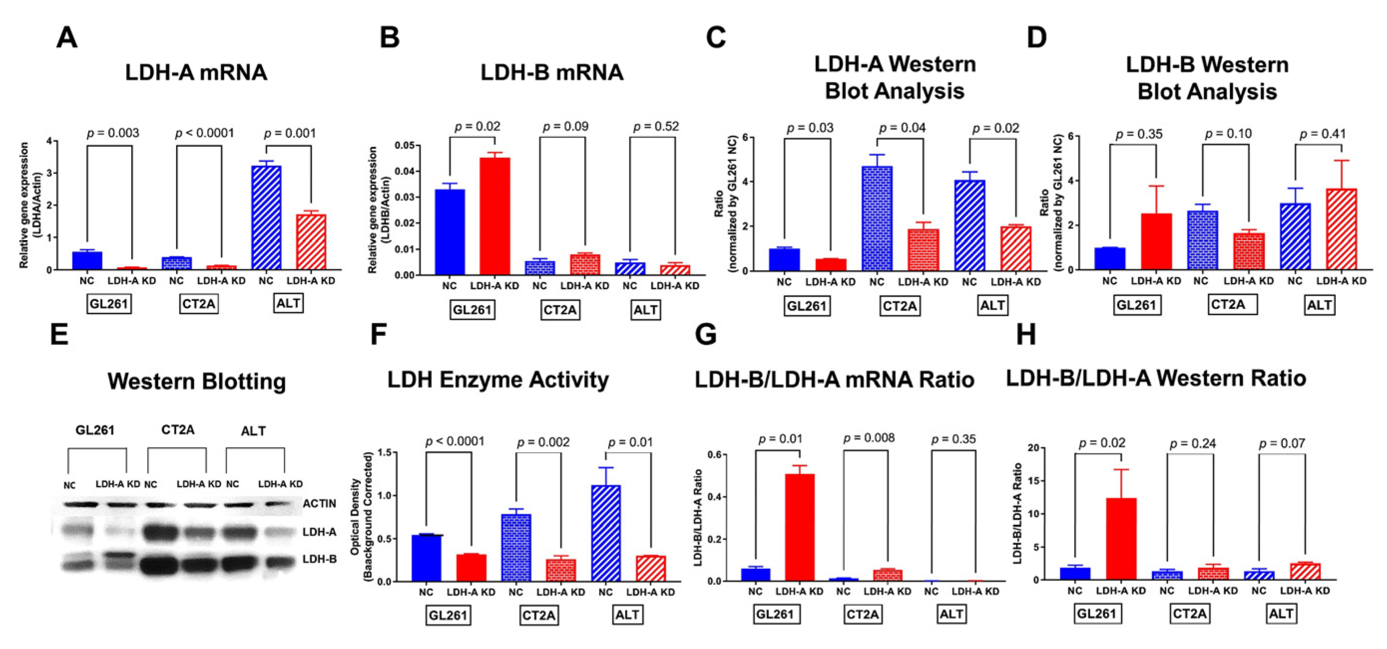 Cancers | Free Full-Text | LDH-A&mdash;Modulation and the Variability of LDH  Isoenzyme Profiles in Murine Gliomas: A Link with Metabolic and Growth  Responses
