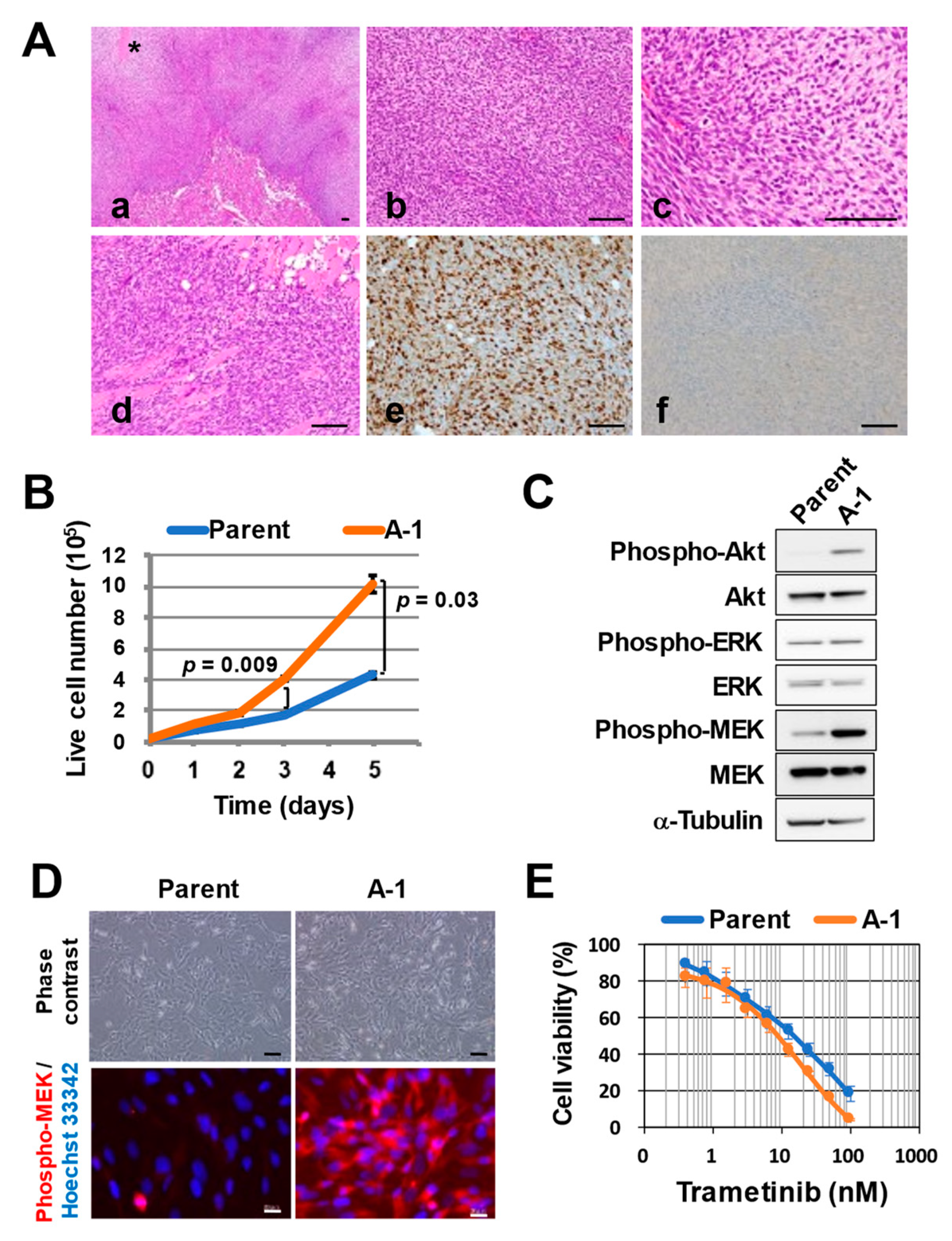 Cancers | Free Full-Text | Mutation of PTPN11 (Encoding SHP-2) Promotes MEK  Activation and Malignant Progression in Neurofibromin-Deficient Cells in a  Manner Sensitive to BRAP Mutation | HTML