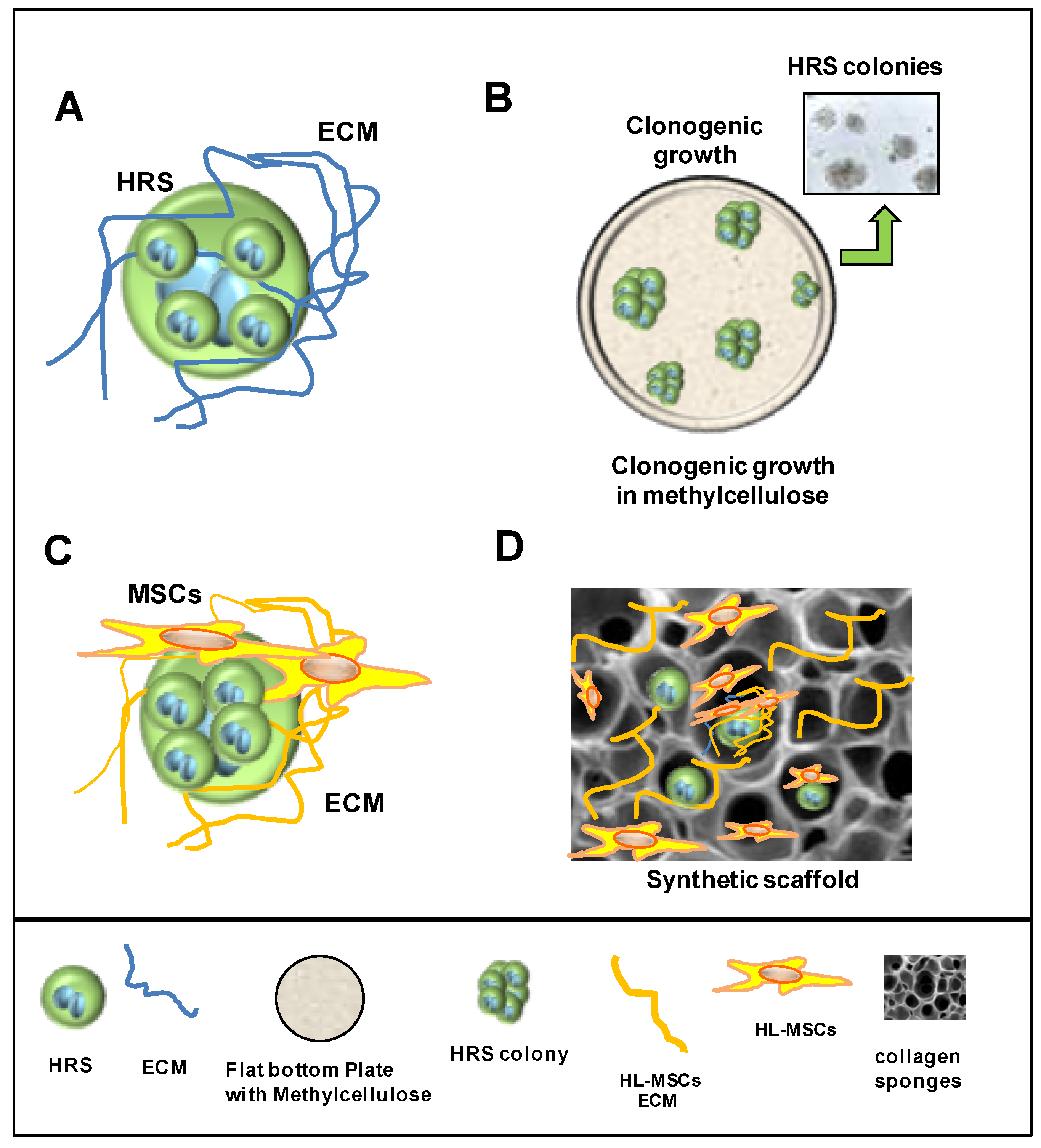 Cancers 14 02427 g005