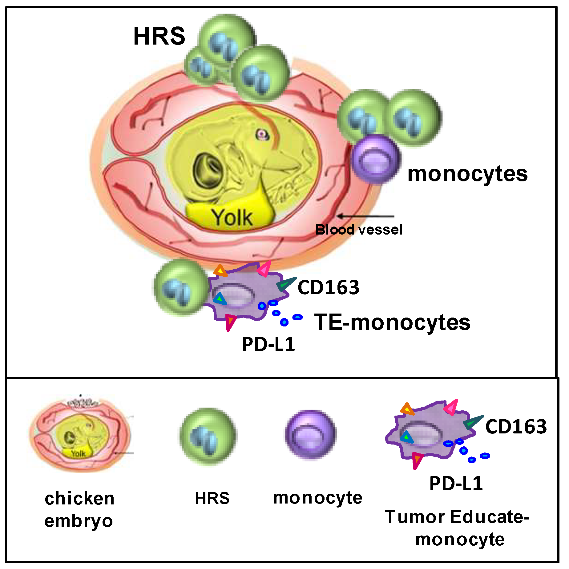 Cancers 14 02427 g007