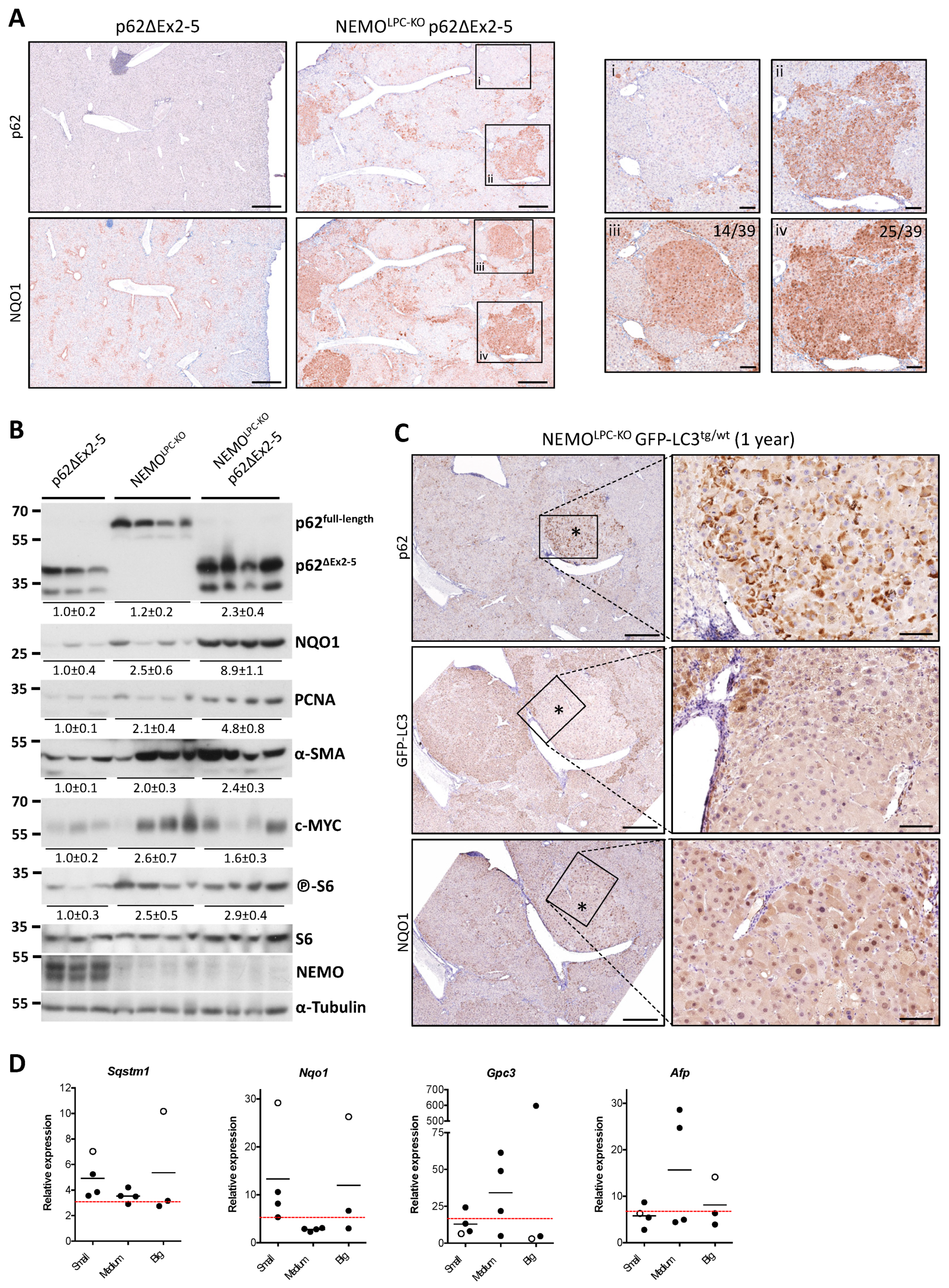 Cancers 14 02436 g007