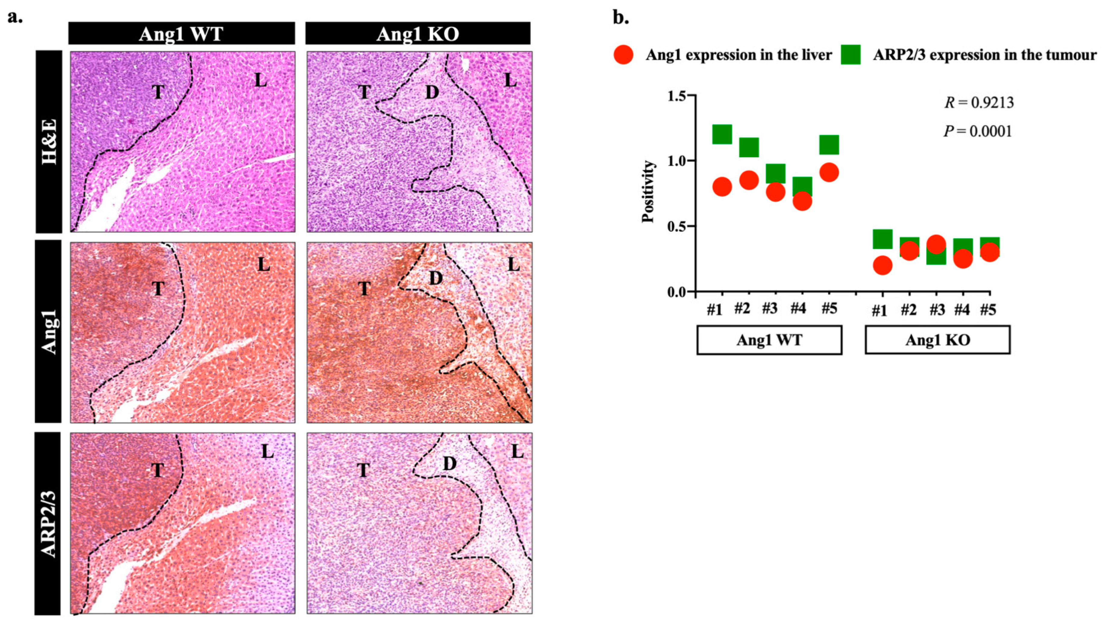 Cancers 14 02540 g002 Cancers 14 02540 g002