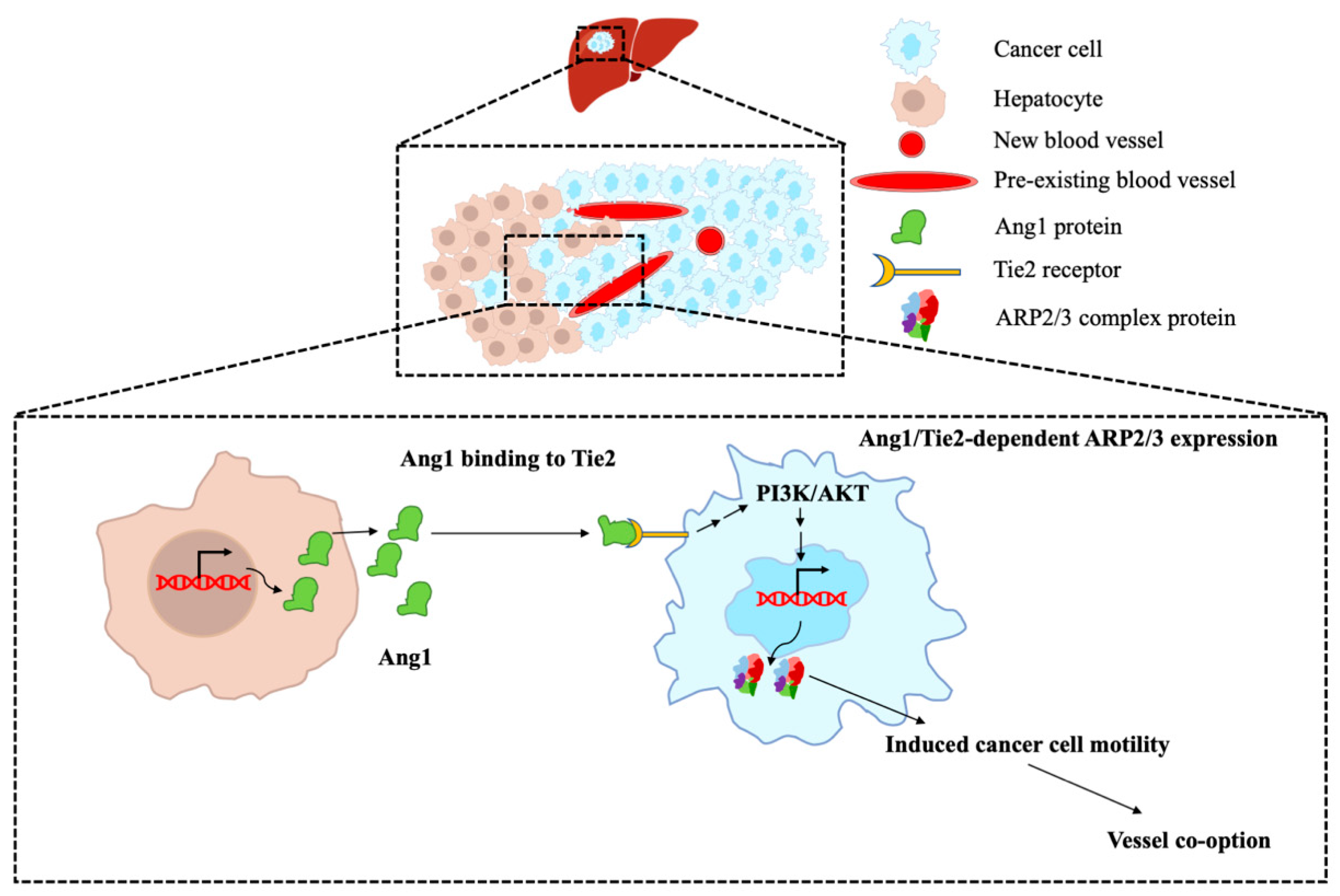 Cancers 14 02540 g006 Cancers 14 02540 g006