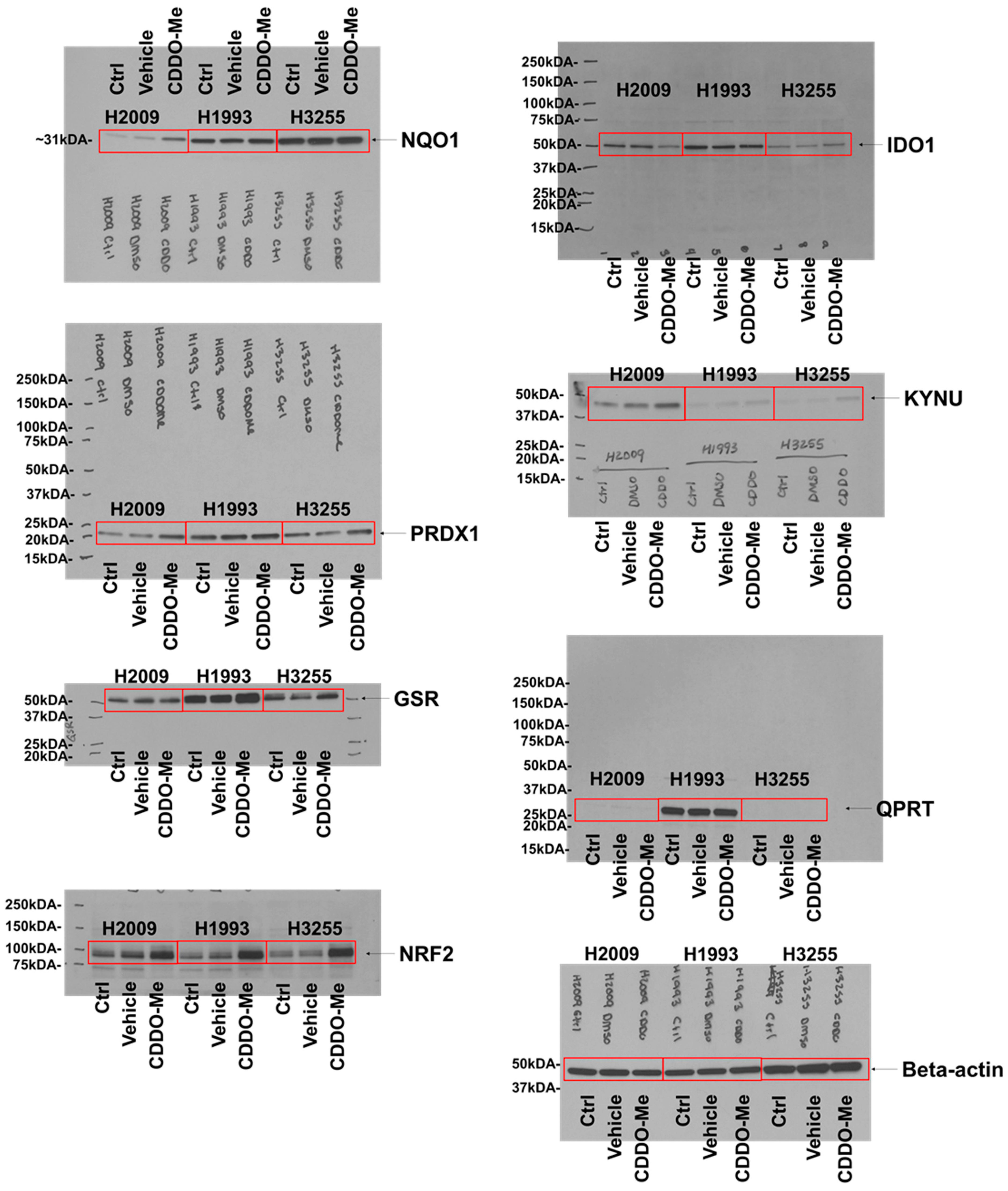 Cancers 14 02543 g0a1b