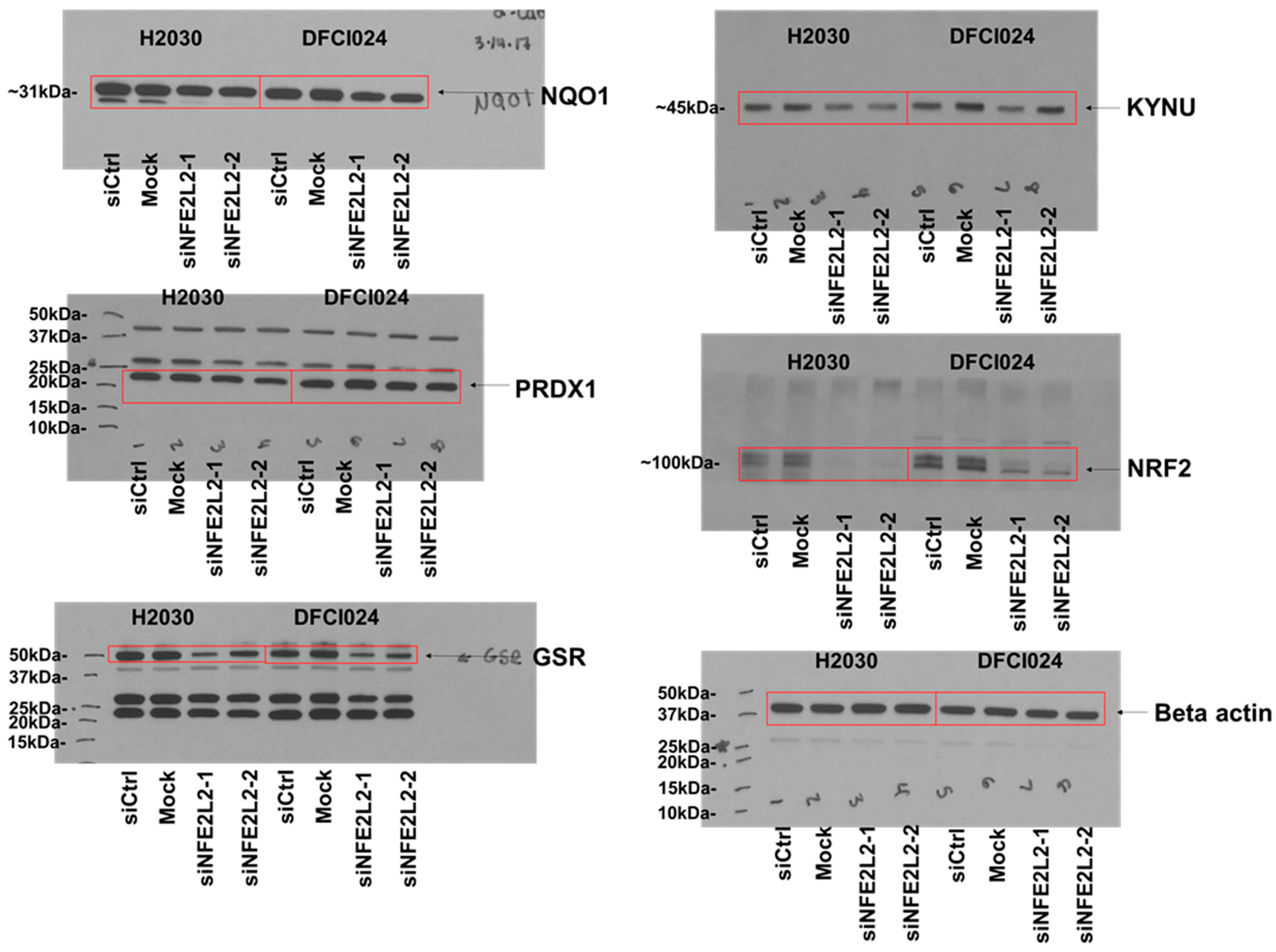 Cancers 14 02543 g0a1c