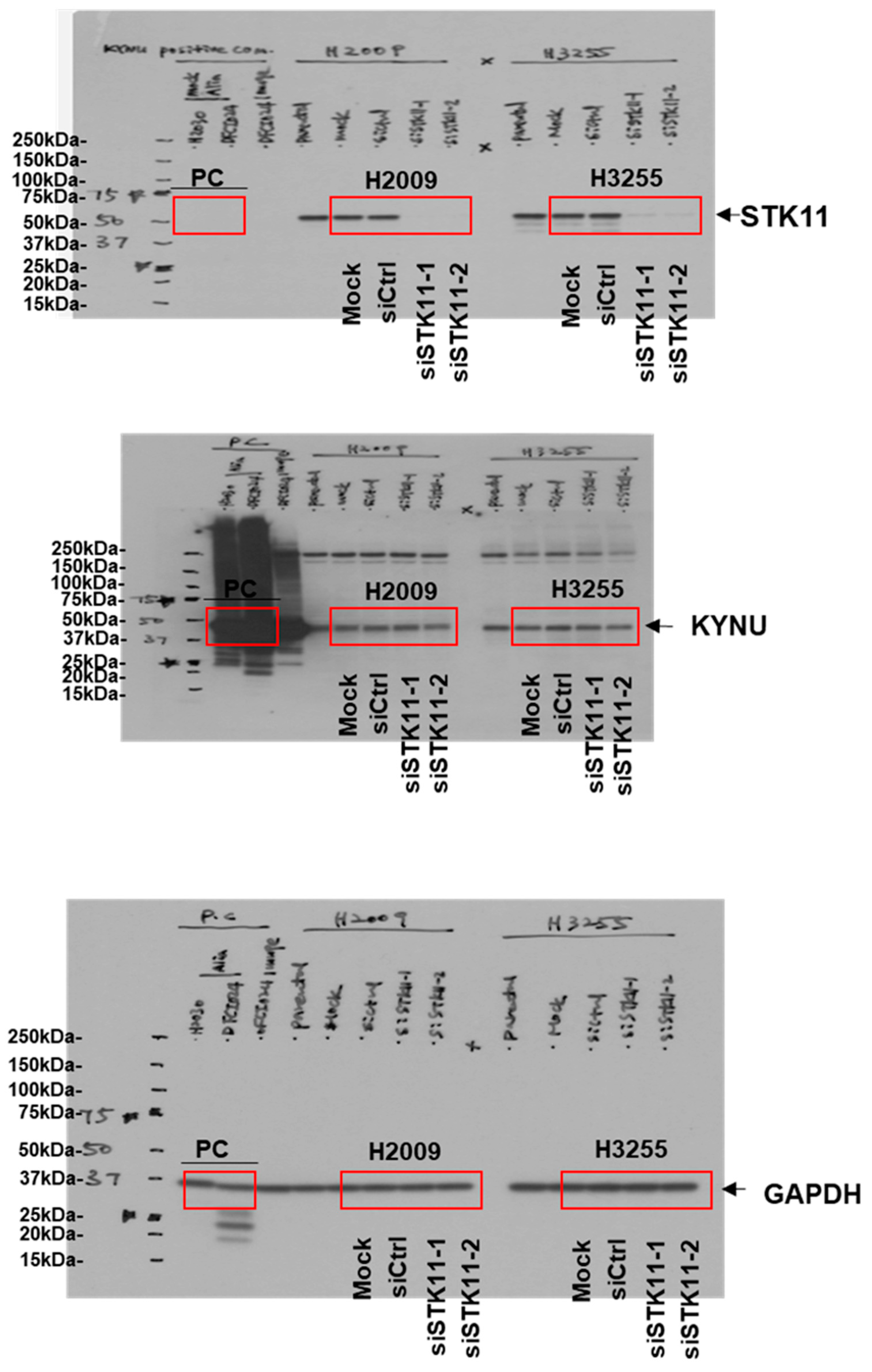 Cancers 14 02543 g0a1d