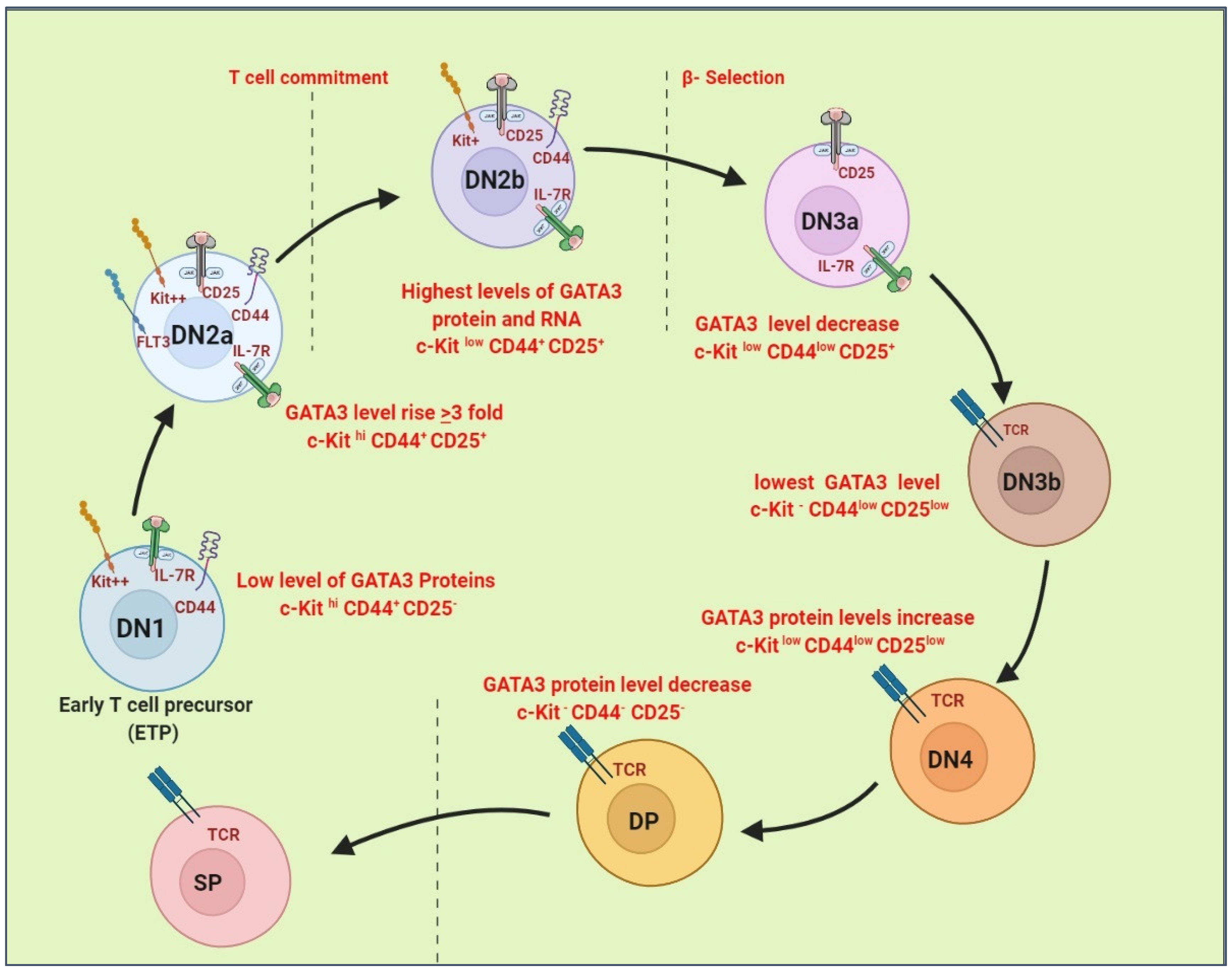 Cancers 14 02799 g004 Cancers 14 02799 g004