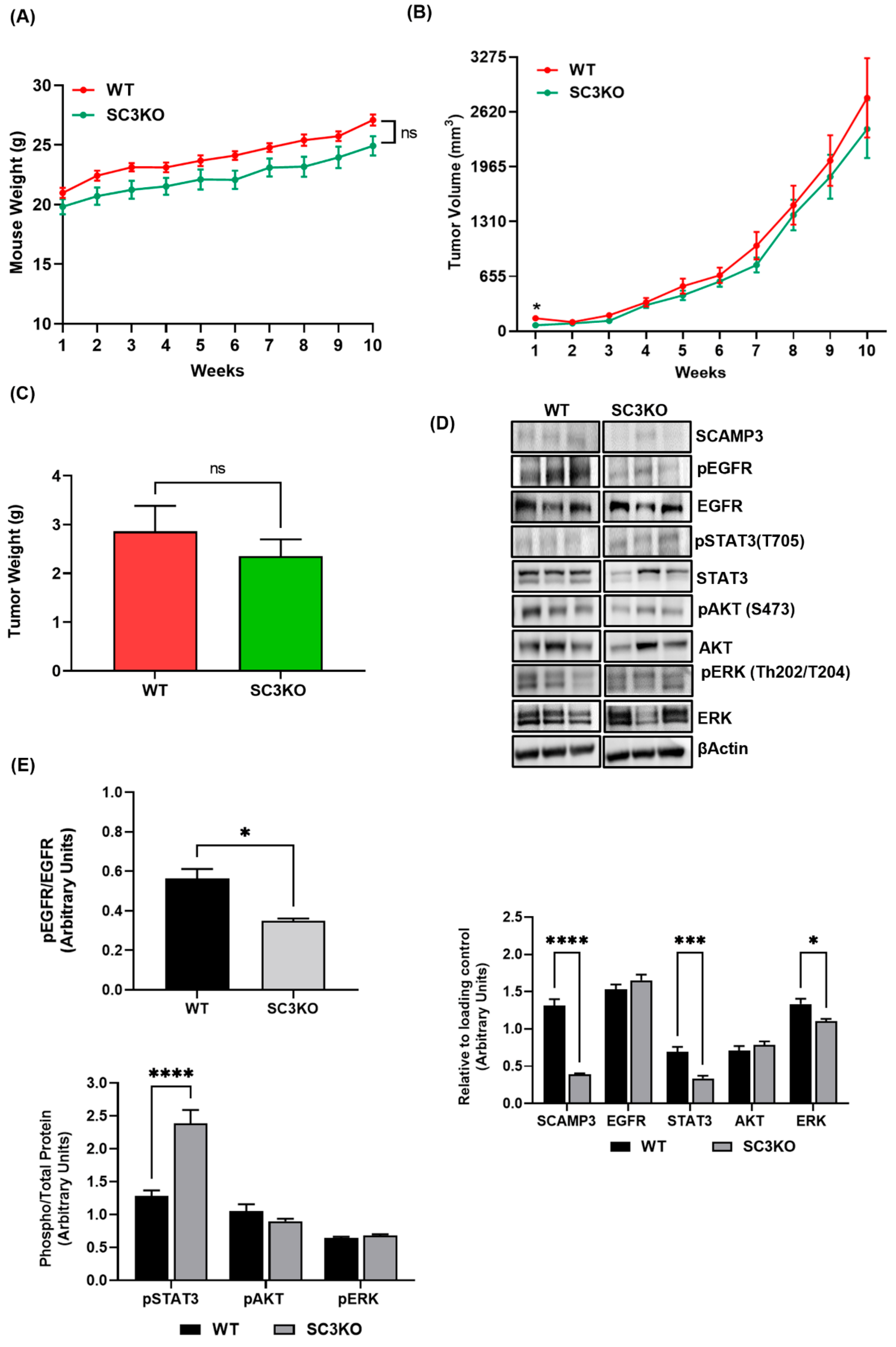 Cancers 14 02807 g003 Cancers 14 02807 g003