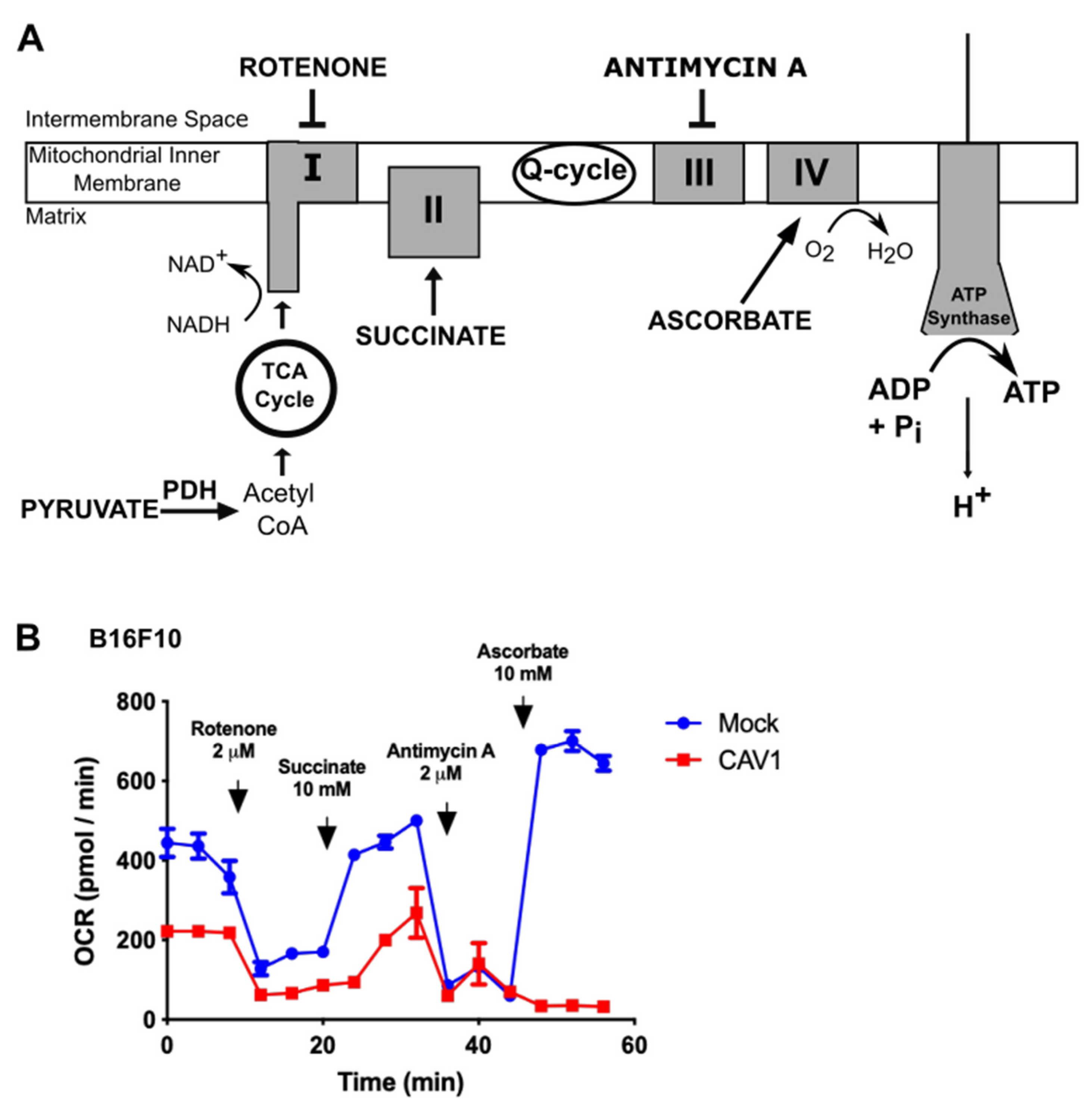 Cancers 14 02862 g002 Cancers 14 02862 g002
