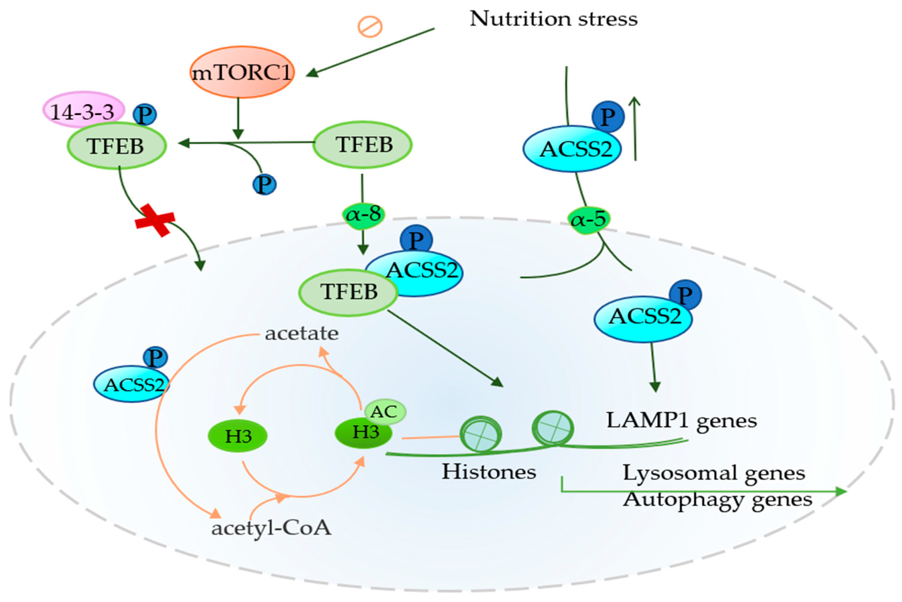 Frontiers  Acetate Revisited: A Key Biomolecule at the Nexus of  Metabolism, Epigenetics, and Oncogenesis – Part 2: Acetate and ACSS2 in  Health and Disease