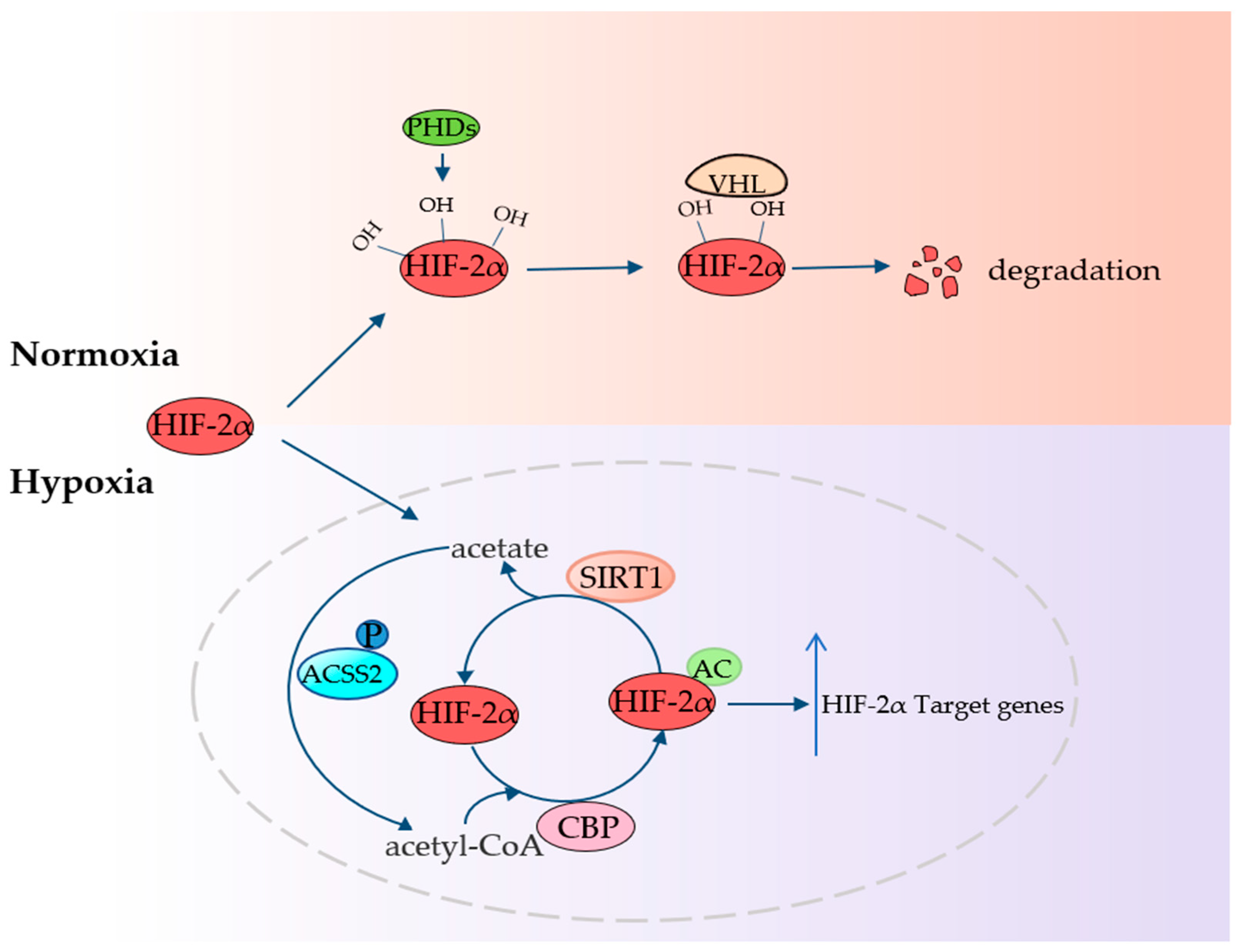 Cancers 14 02896 g004