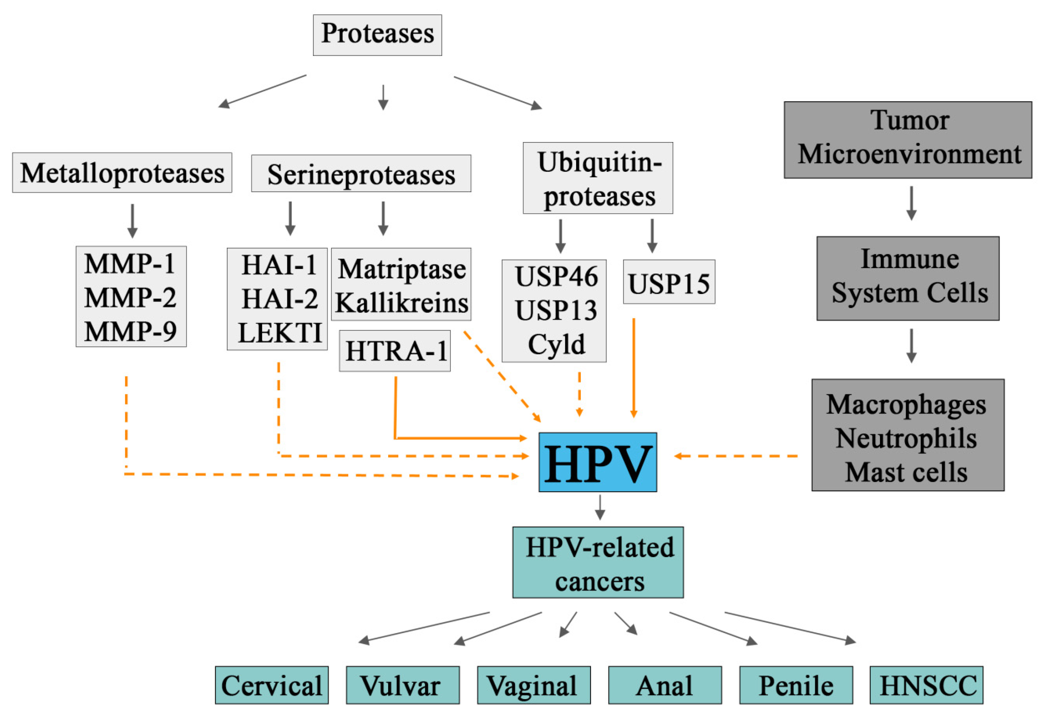 Cancers | Free Full-Text | Proteases and HPV-Induced Carcinogenesis