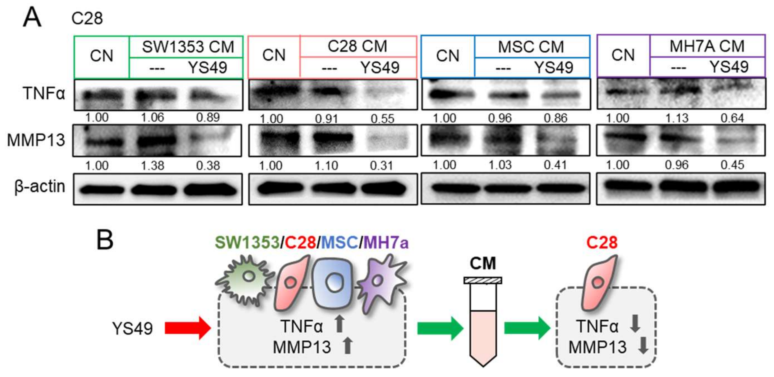 Cancers 14 03039 g004