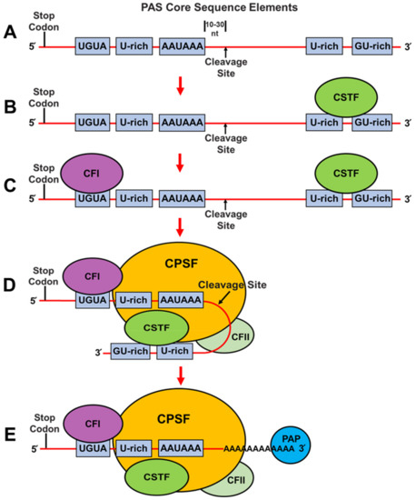 Cancers | Free Full-Text | Intronic Polyadenylation in Acquired Cancer ...