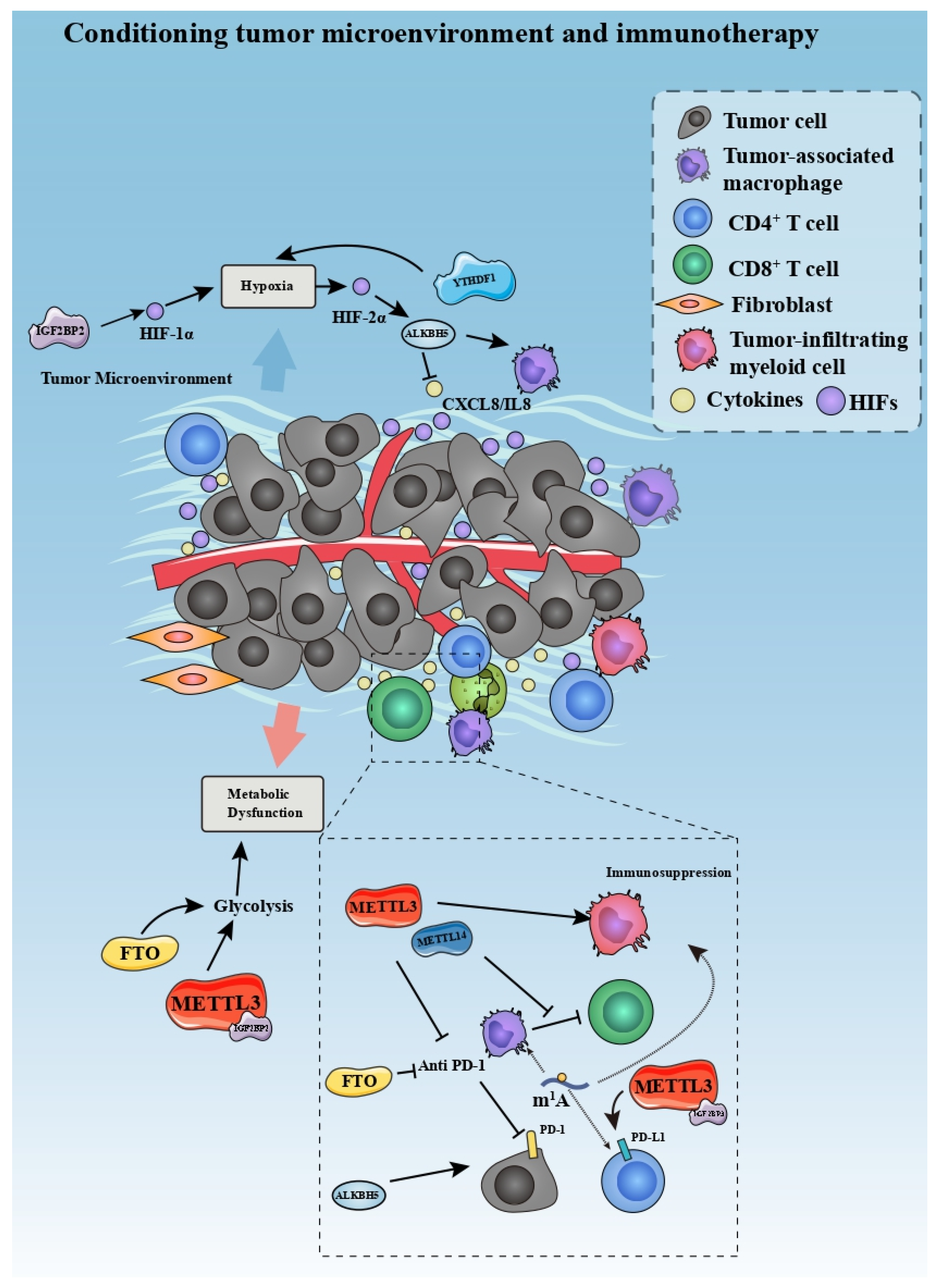 Cancers | Free Full-Text | Methyladenosine Modification in RNAs: From ...