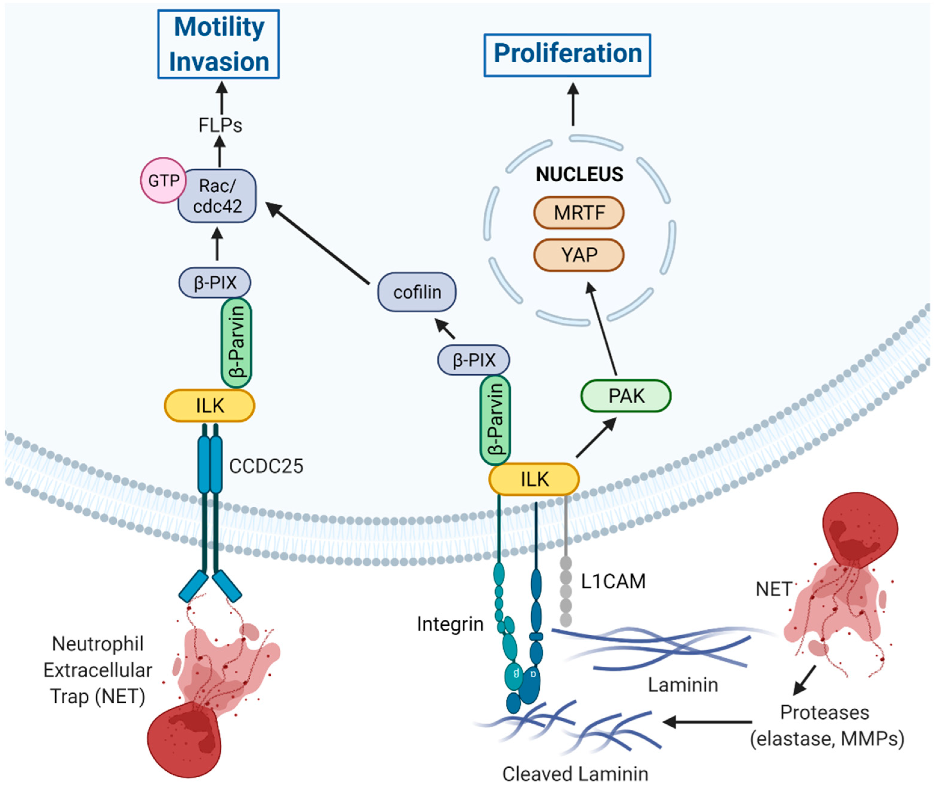 Cancers 14 03209 g003 Cancers 14 03209 g003