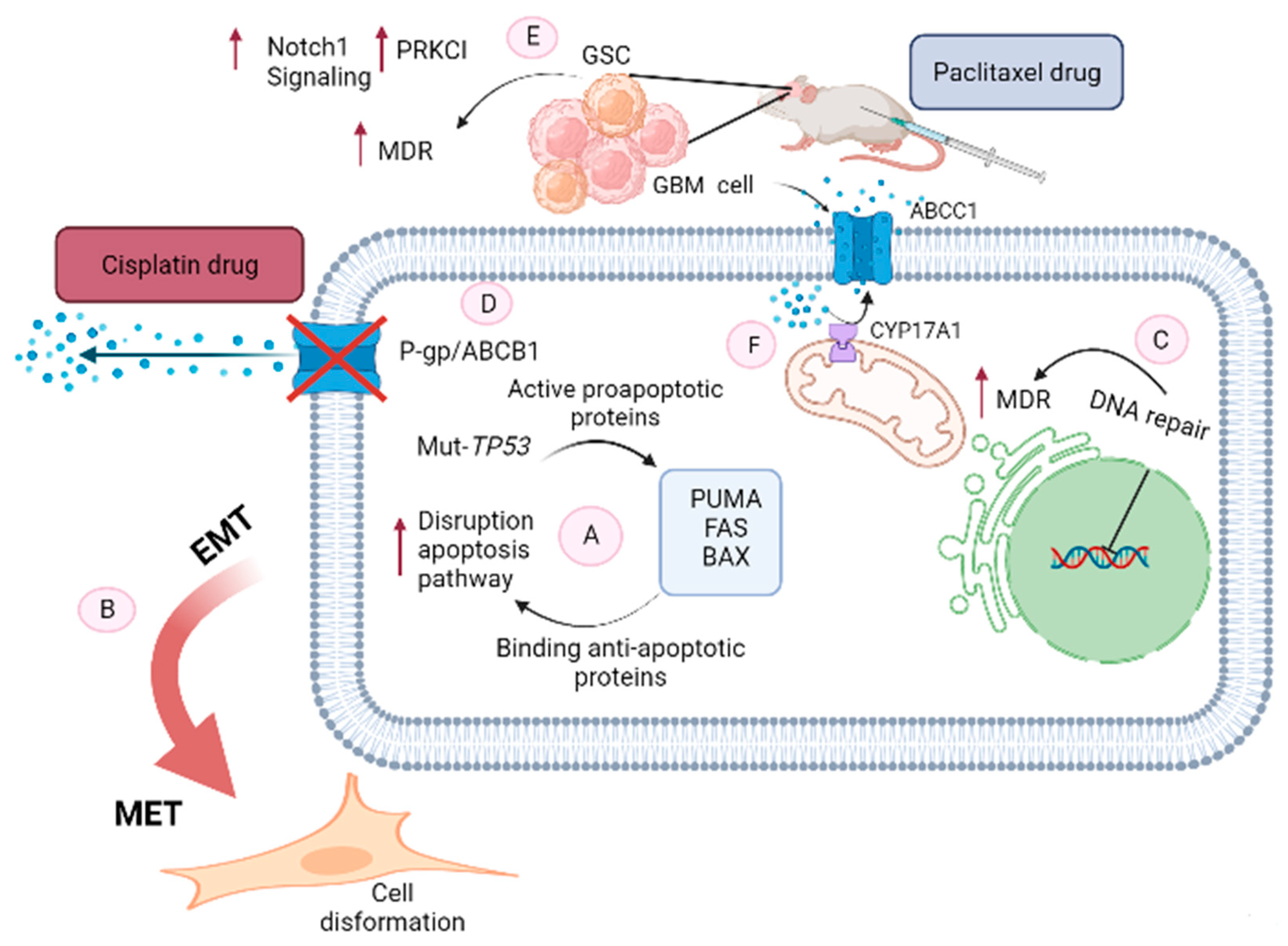 Cancers | Free Full-Text | The Role of microRNAs in Multidrug 