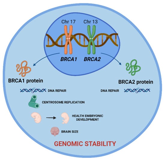 A Population-Based Study of Genes Previously Implicated in Breast