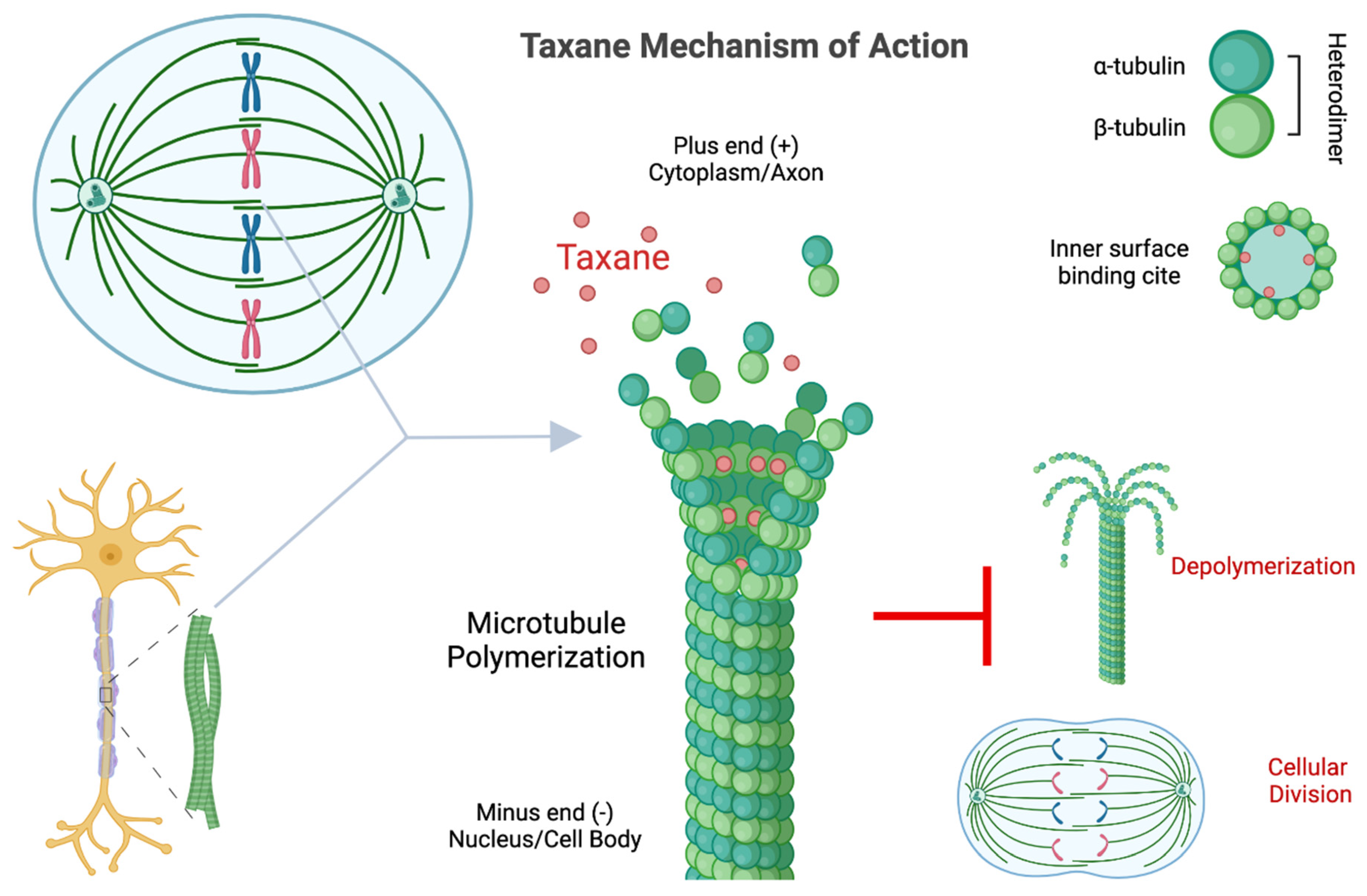 Sex Differences in Taxane Toxicities 