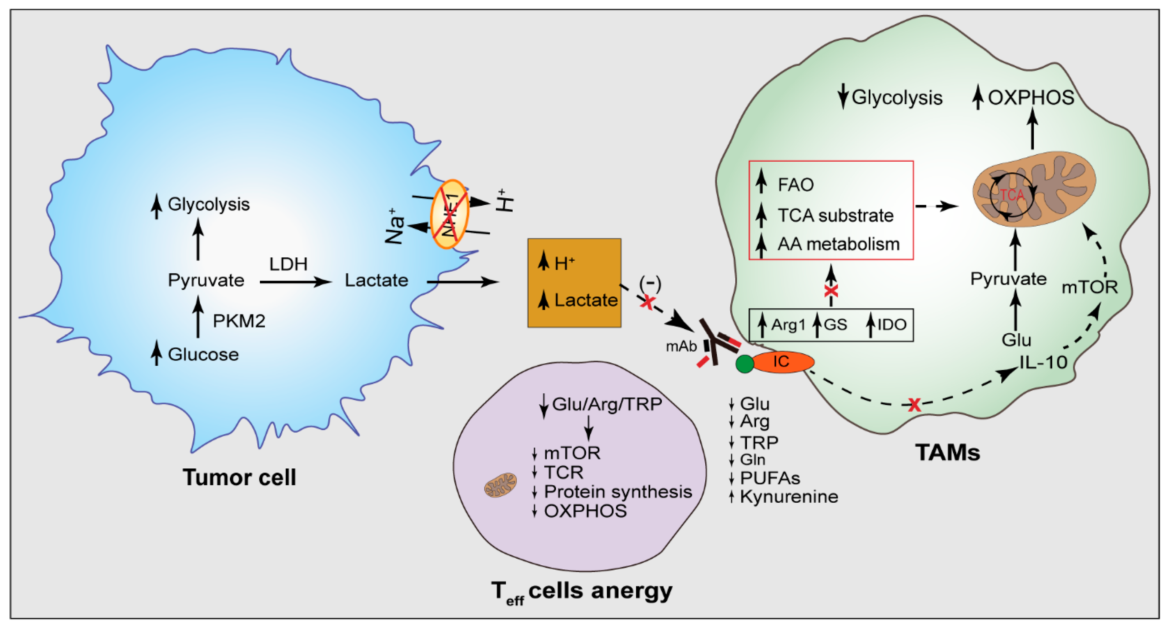 Cancers 14 03331 g004